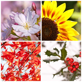 Ganzjähriger Blütenreichtum