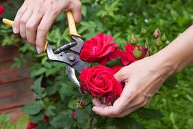 Rosenpflege