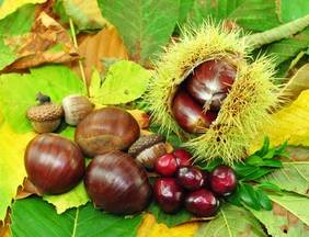 Früchte des Herbstes