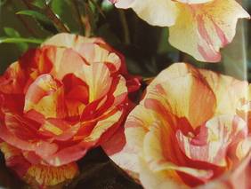 Die Rose Königin der Blumen
