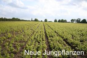Heckenpflanzen Versand aus der Baumschule