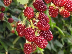 Brombeeren jetzt schneiden