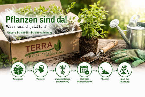 Die Pflanzen sind da! - So geht es weiter