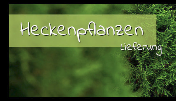 Heckenpflanzen - Lieferung