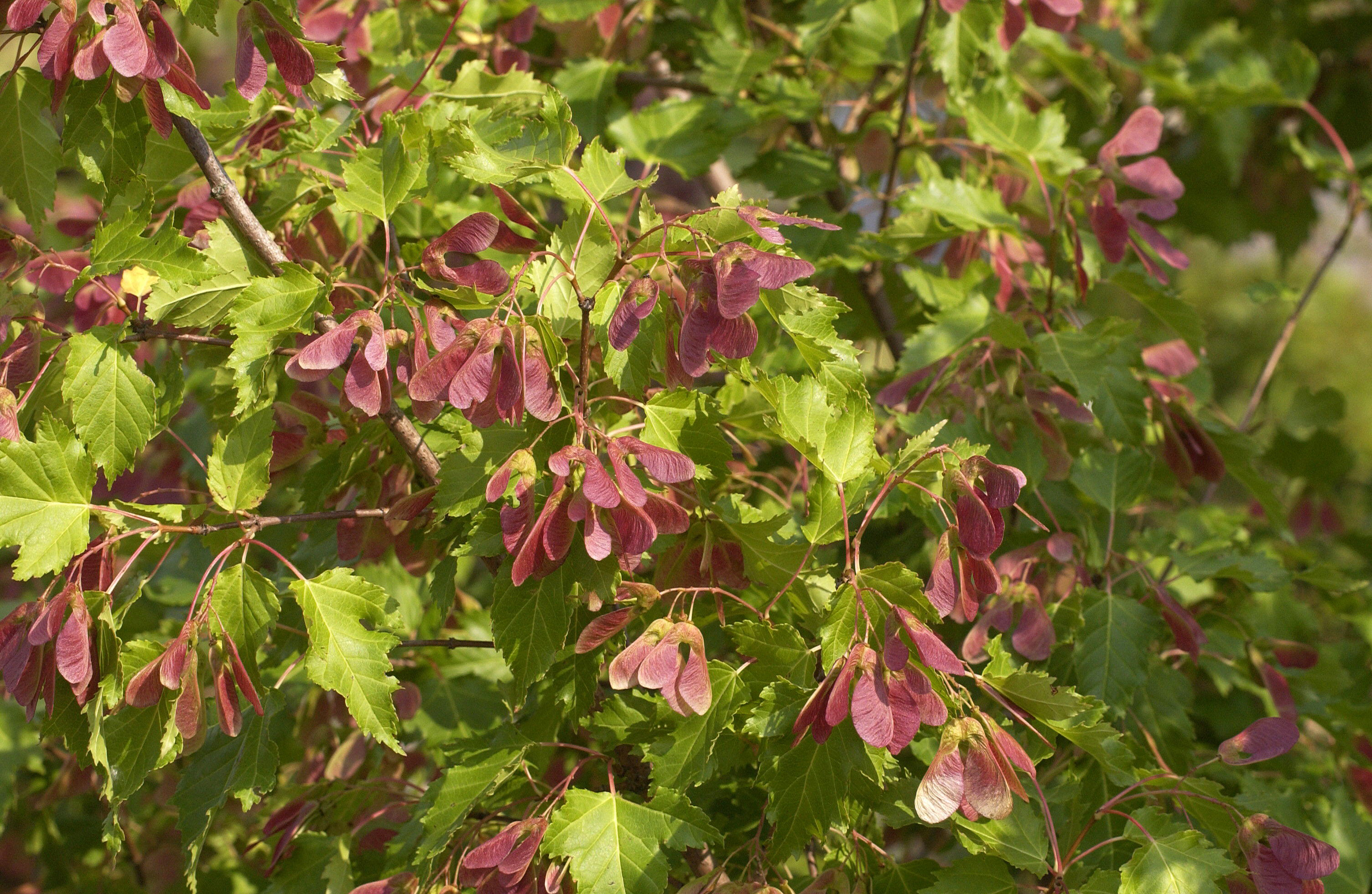 Feuerahorn Baum - Acer ginnala