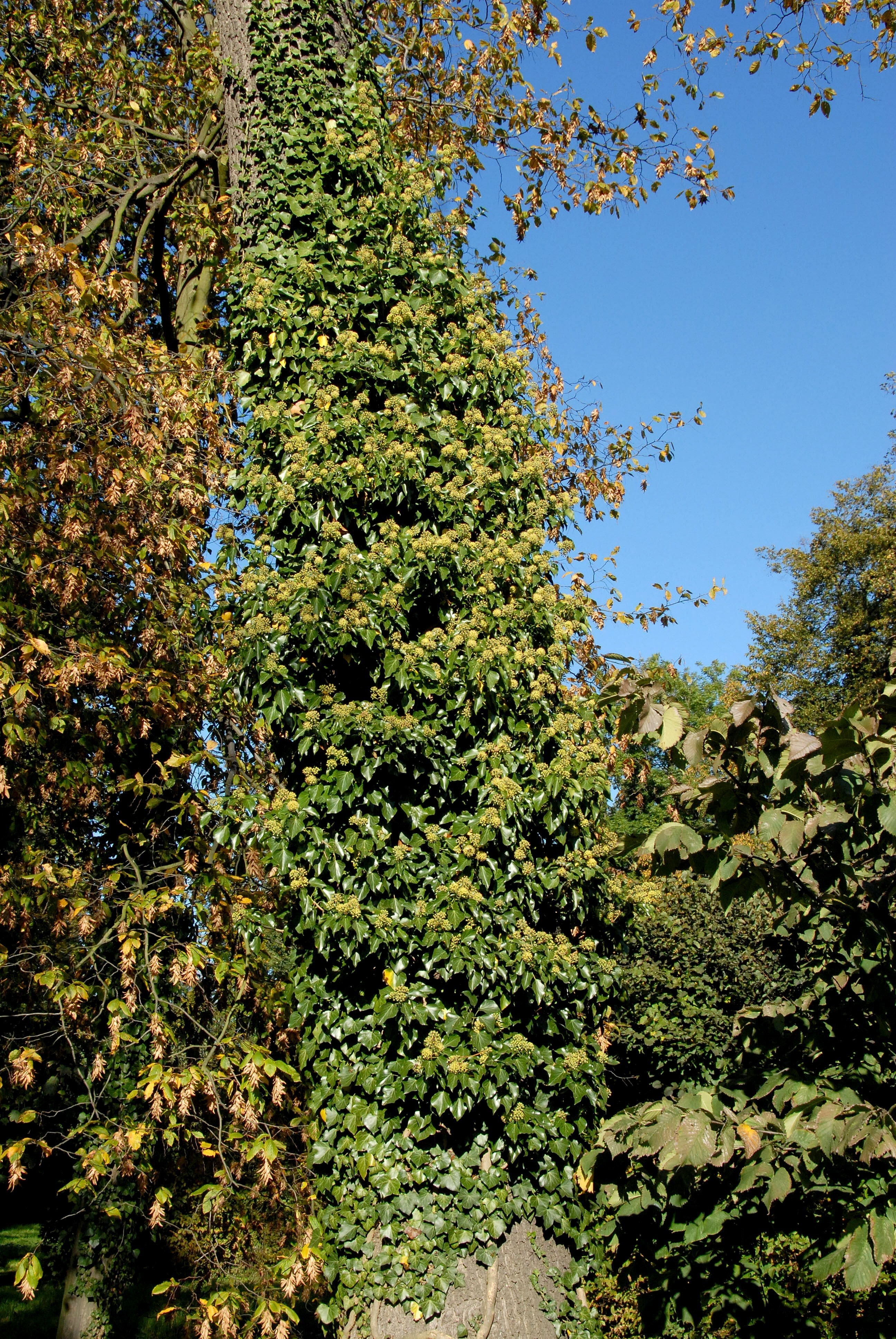 Gemeiner Efeu - Hedera helix