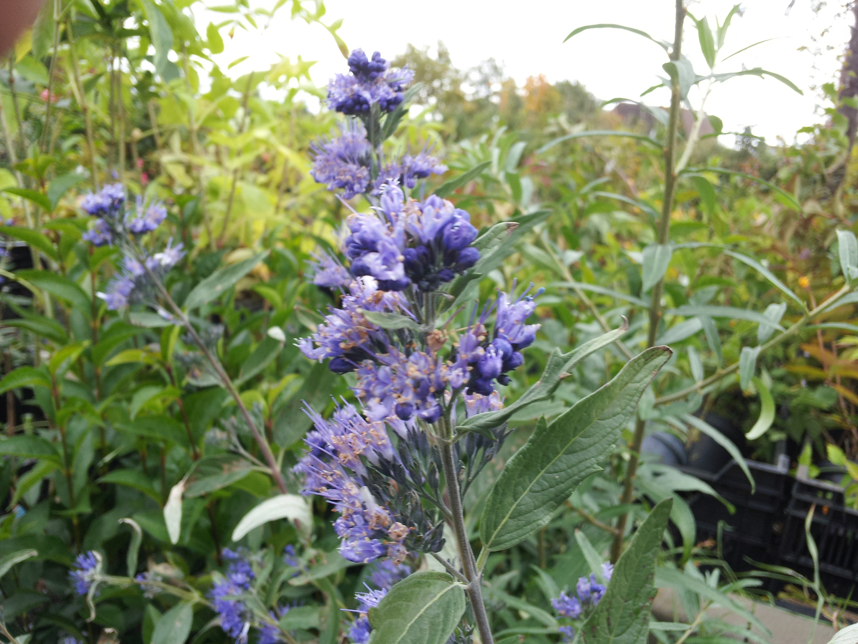 Bartblume 'Kew Blue' - Caryopteris clandonensis 'Kew Blue'