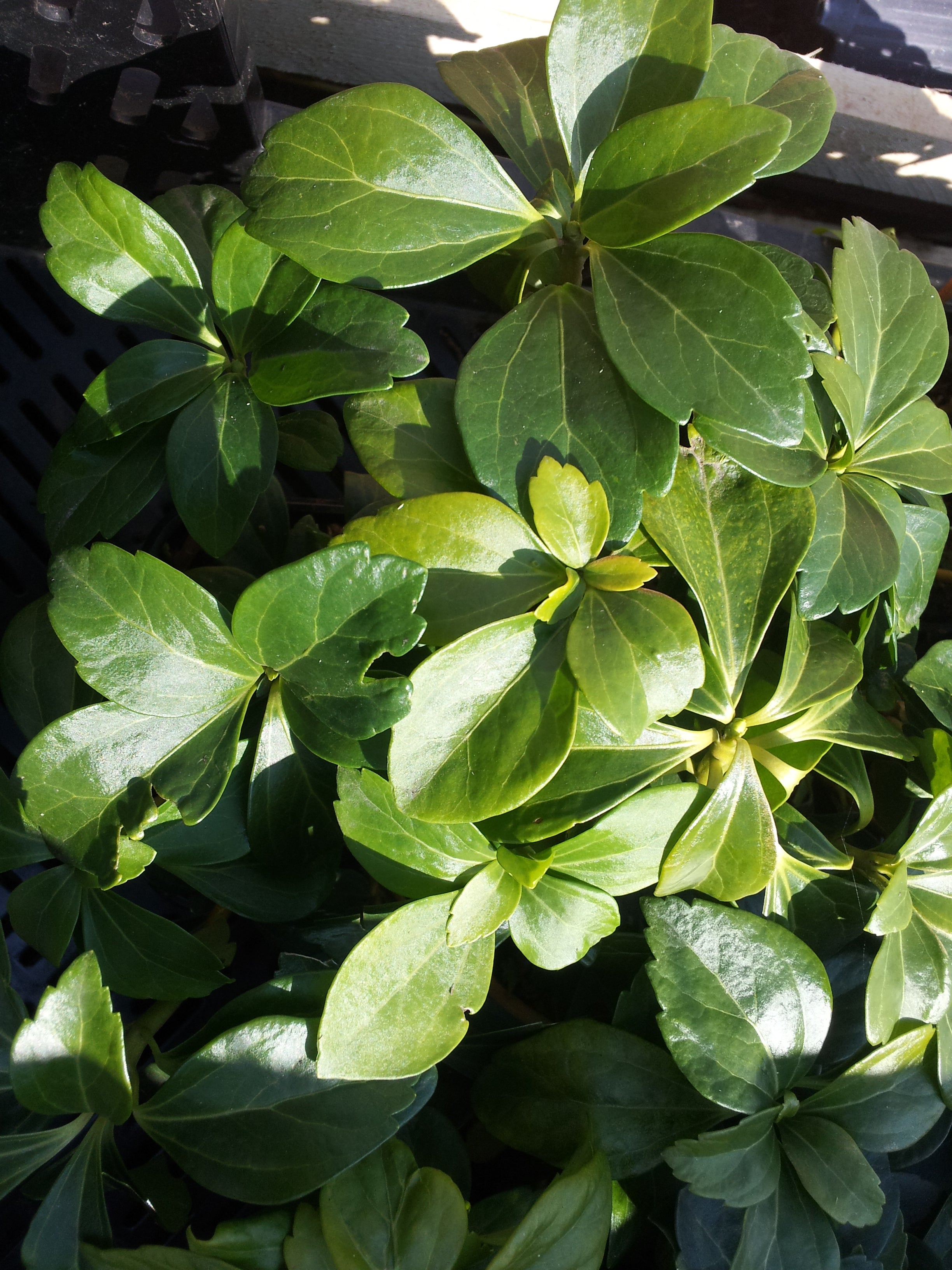Schattengrün 'Green Carpet' ® - Pachysandra terminalis 'Green Carpet' ®
