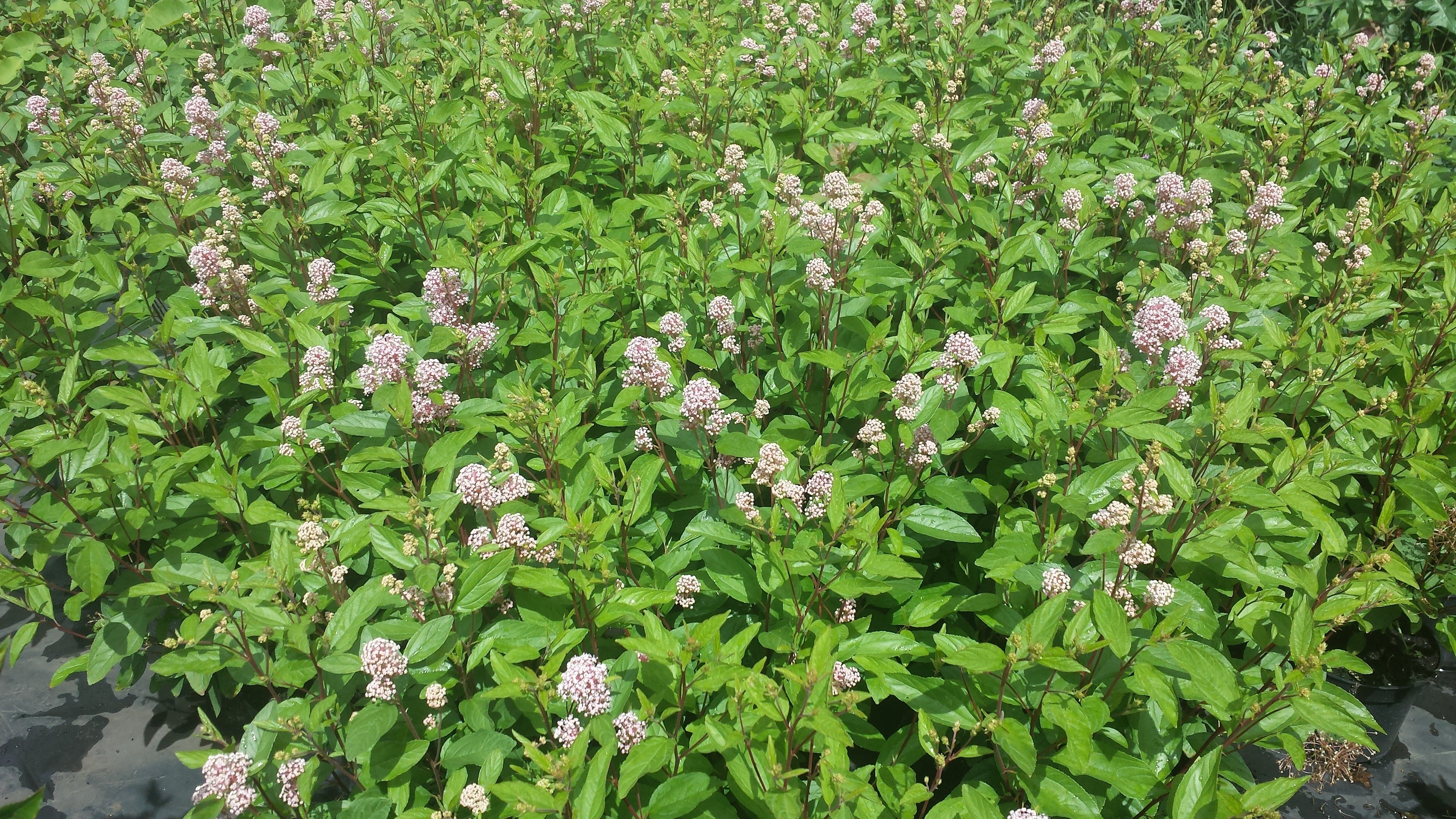 Säckelblume 'Marie Simon' - Ceanothus pallidus 'Marie Simon'