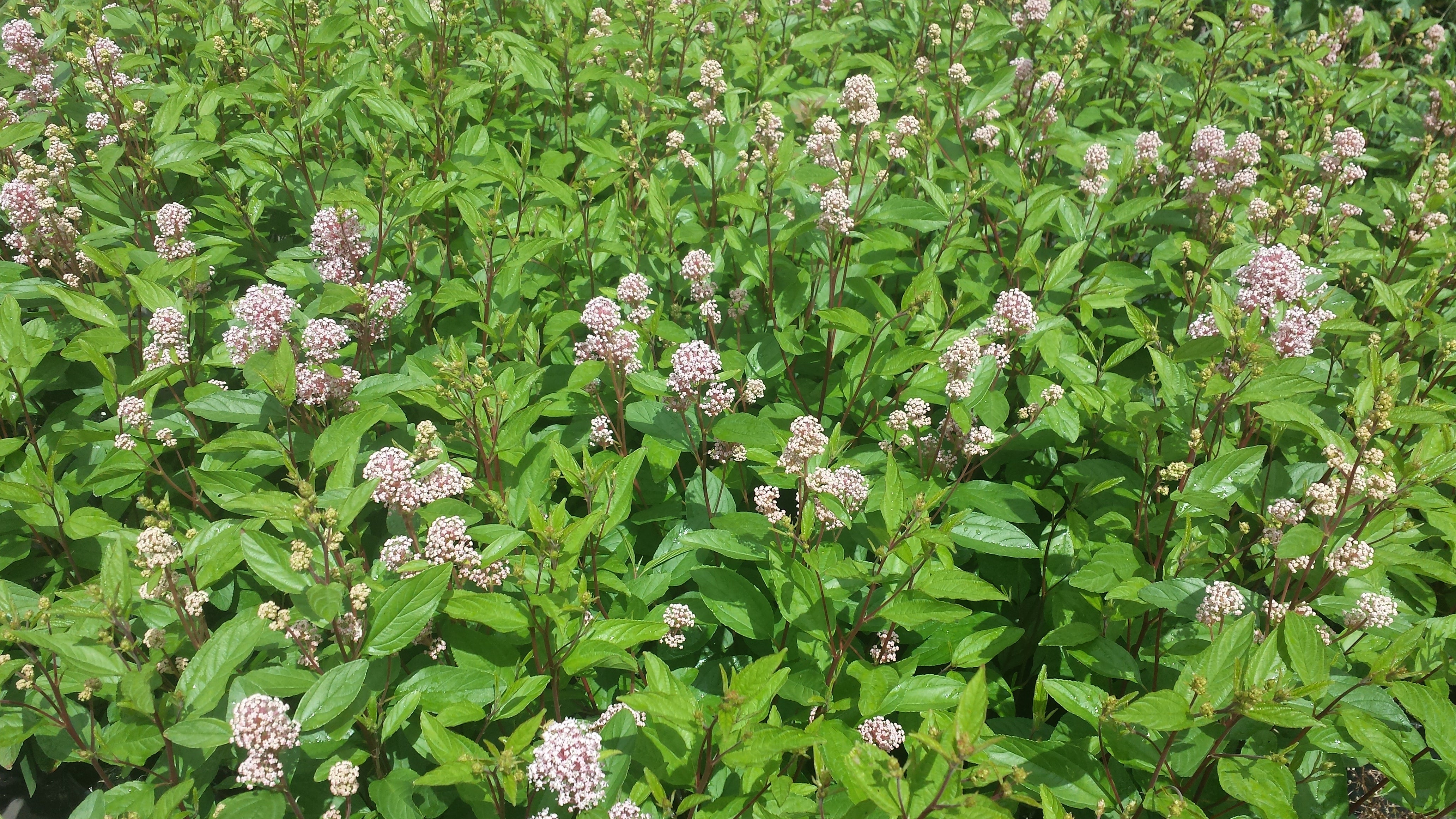 Säckelblume 'Marie Simon' - Ceanothus pallidus 'Marie Simon'