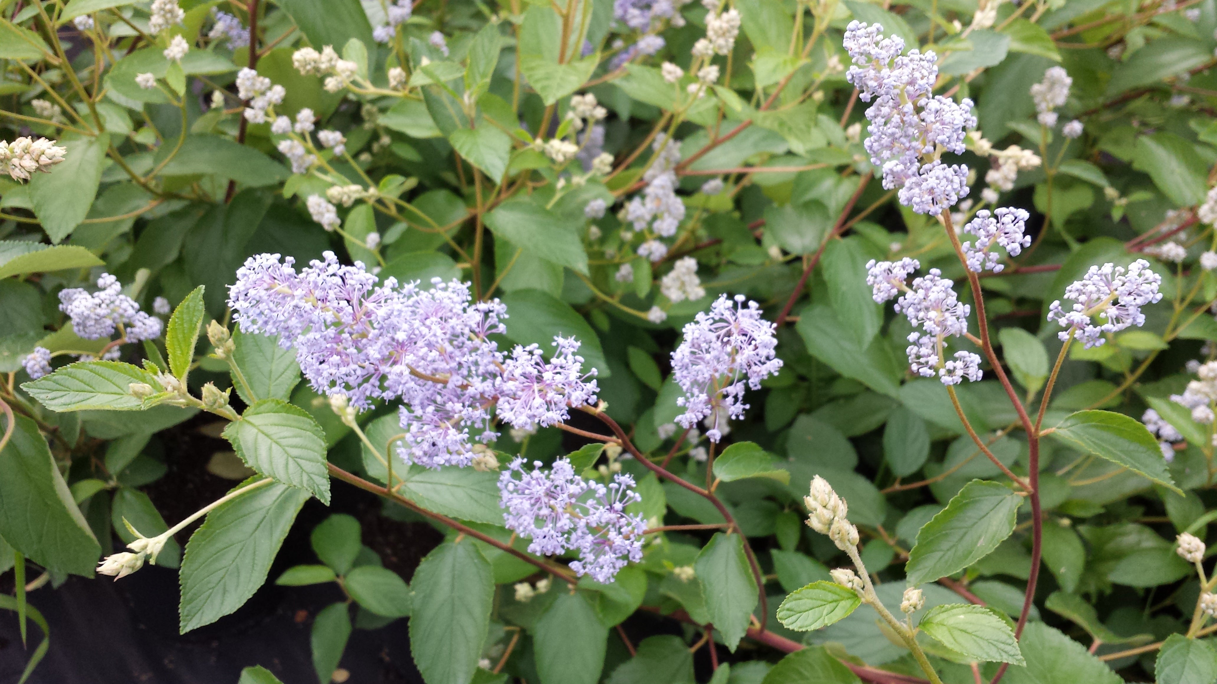 Säckelblume 'Glorie de Versailles' - Ceanothus delilianus 'Gloire de Versailles'