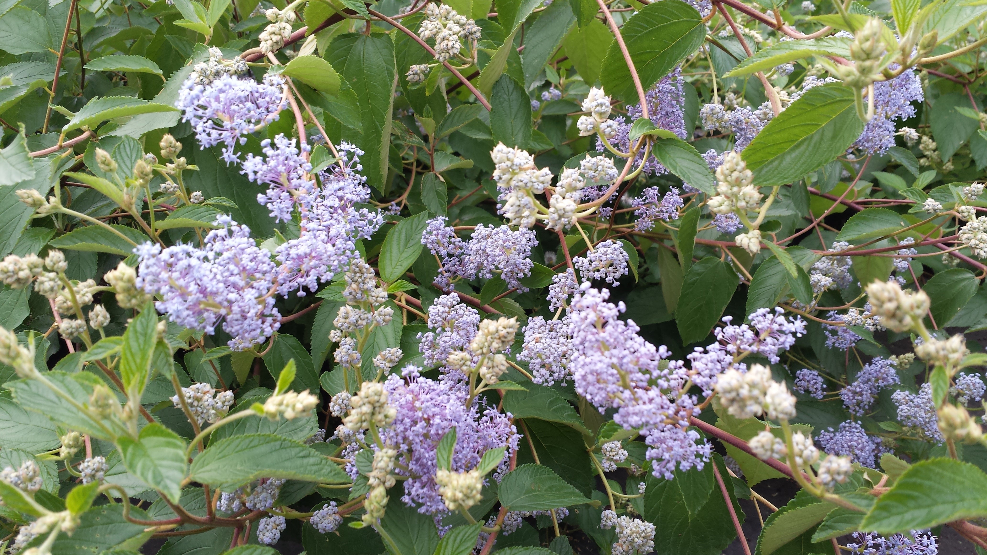 Säckelblume 'Glorie de Versailles' - Ceanothus delilianus 'Gloire de Versailles'