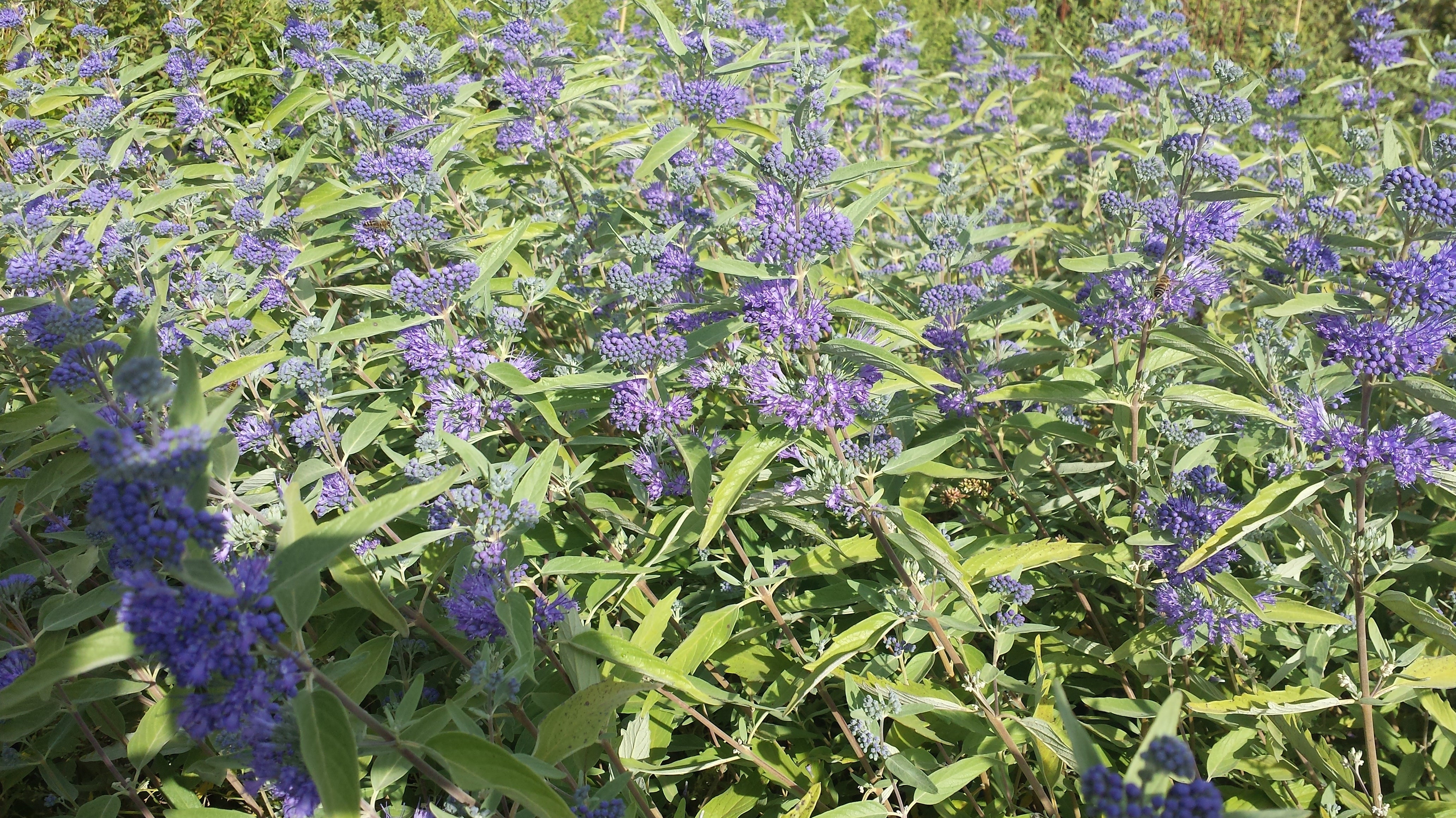 Bartblume 'Kew Blue' - Caryopteris clandonensis 'Kew Blue'