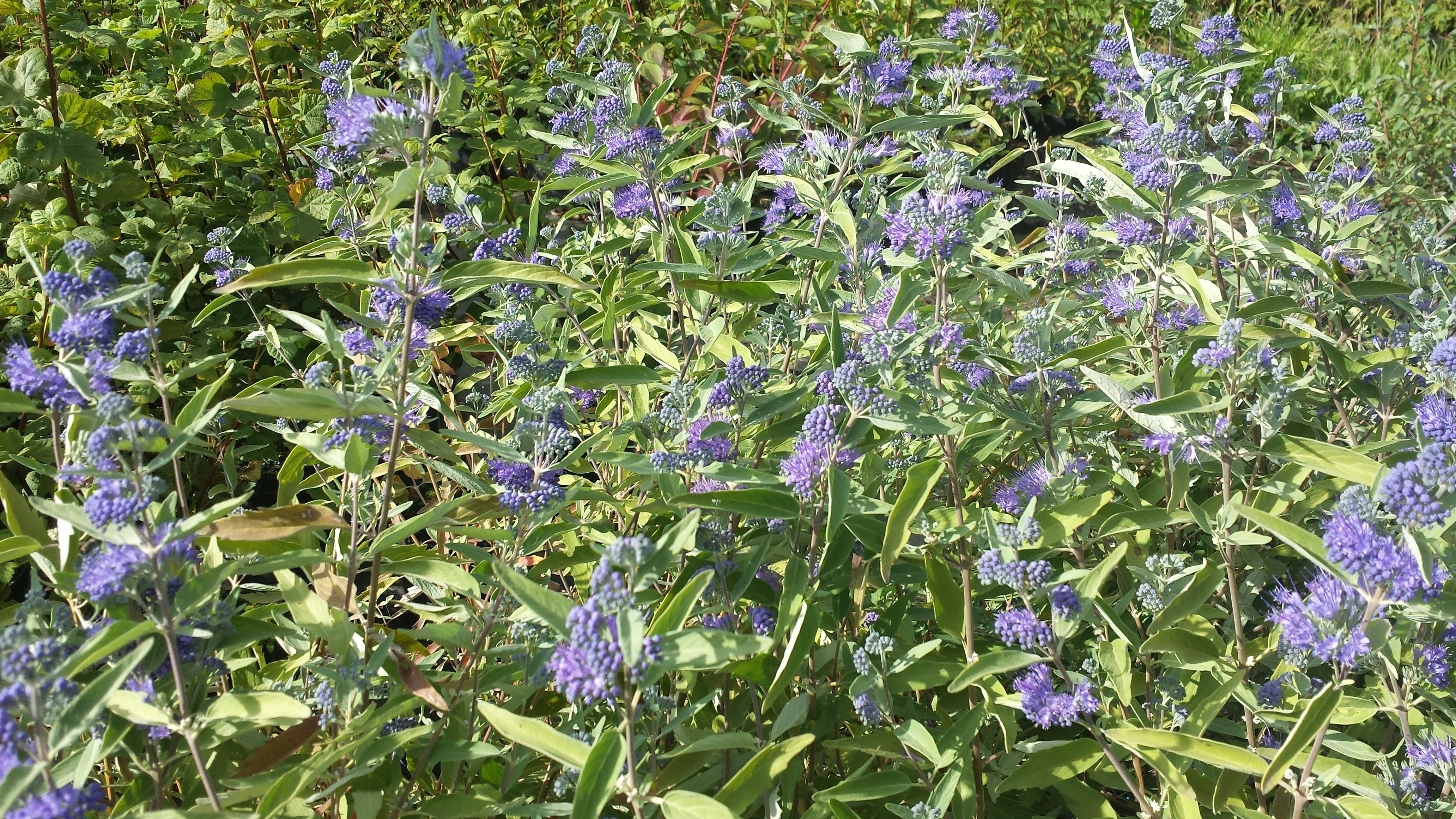 Bartblume 'Kew Blue' - Caryopteris clandonensis 'Kew Blue'