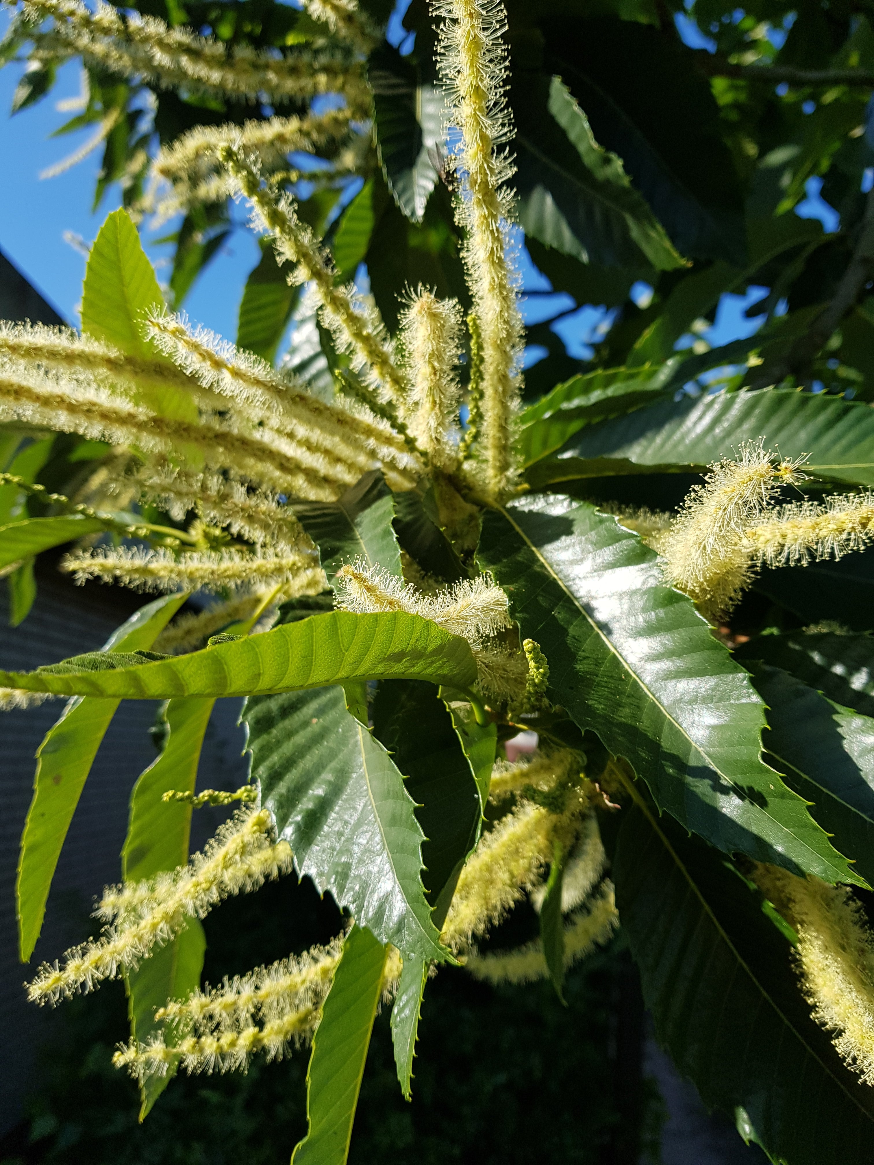 Esskastanie - Castanea sativa