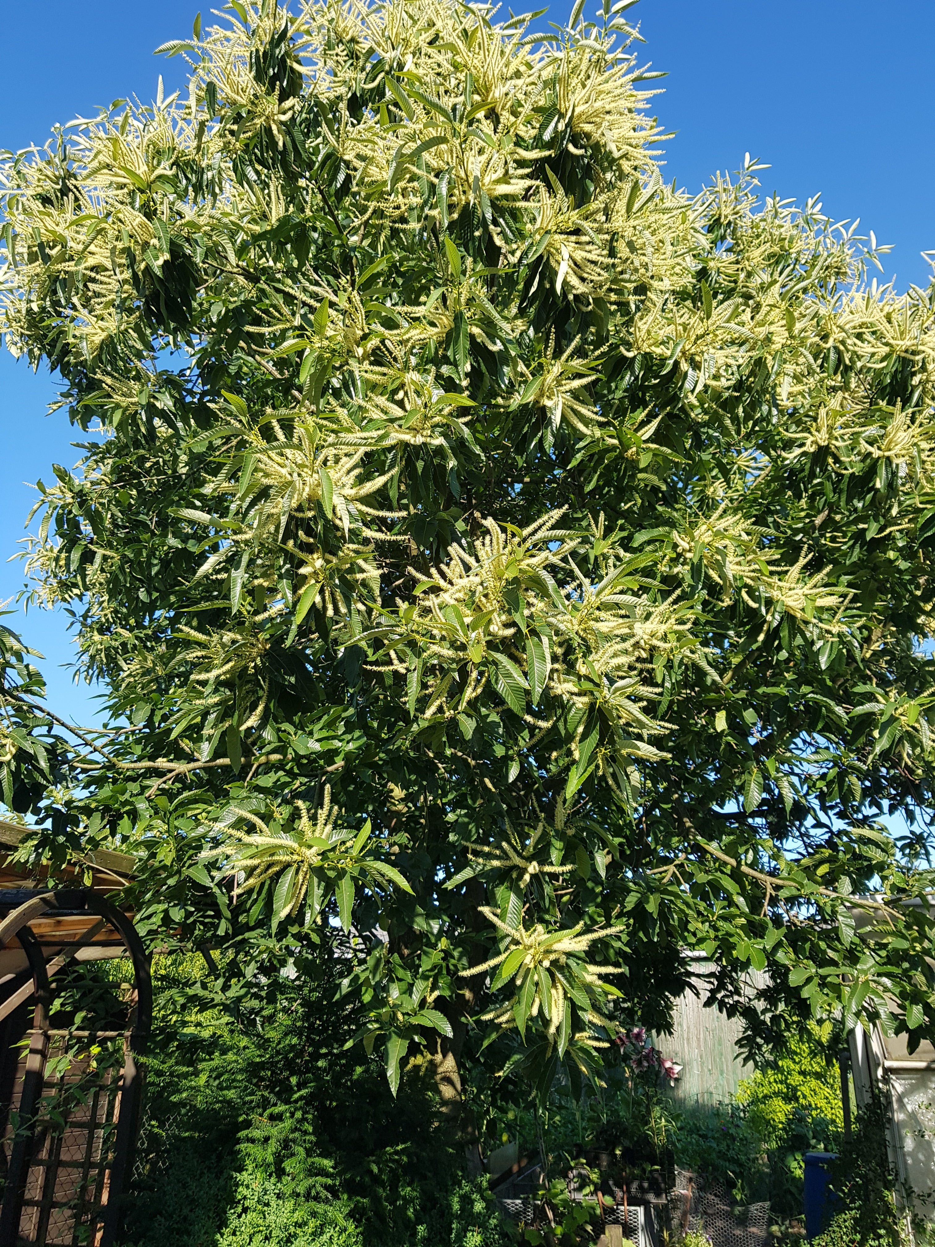 Esskastanie - Castanea sativa