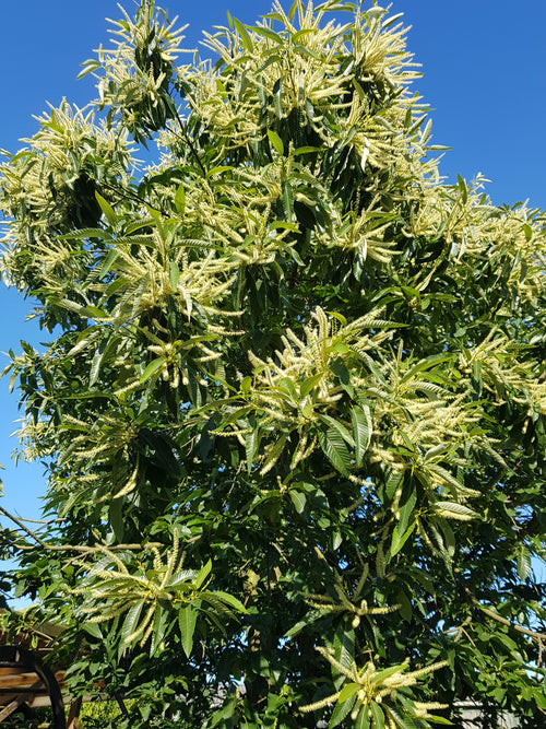 Esskastanie - Castanea sativa