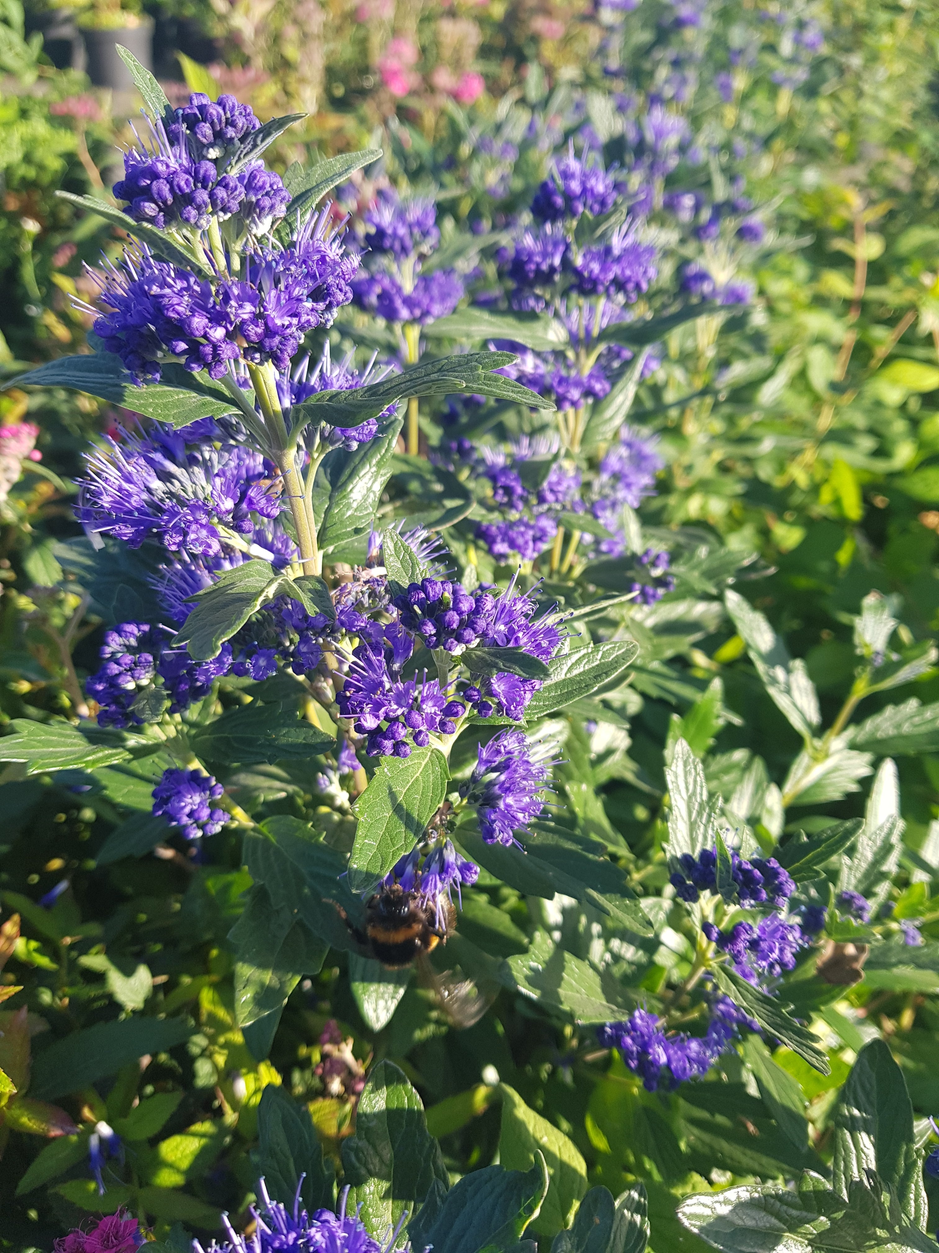 Bartblume 'Heavenly Blue' - Caryopteris clandonensis 'Heavenly Blue'