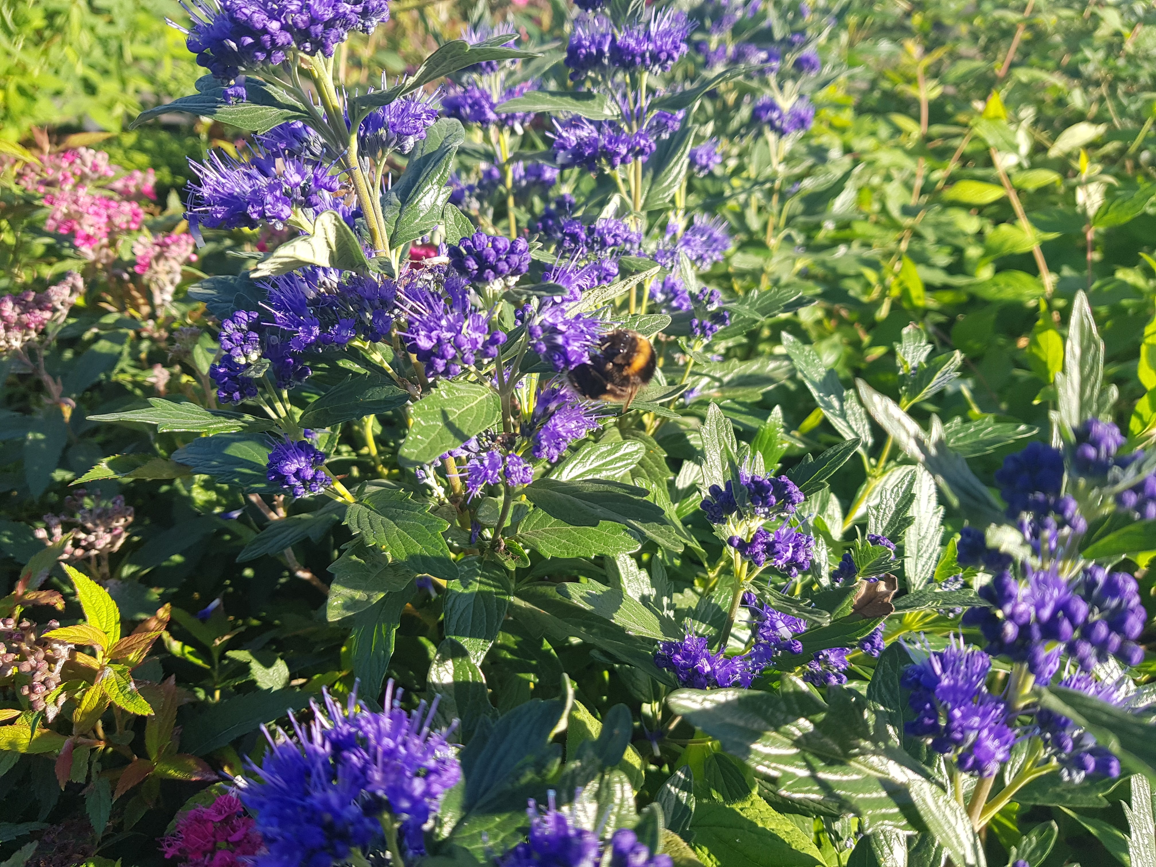Bartblume 'Heavenly Blue' - Caryopteris clandonensis 'Heavenly Blue'