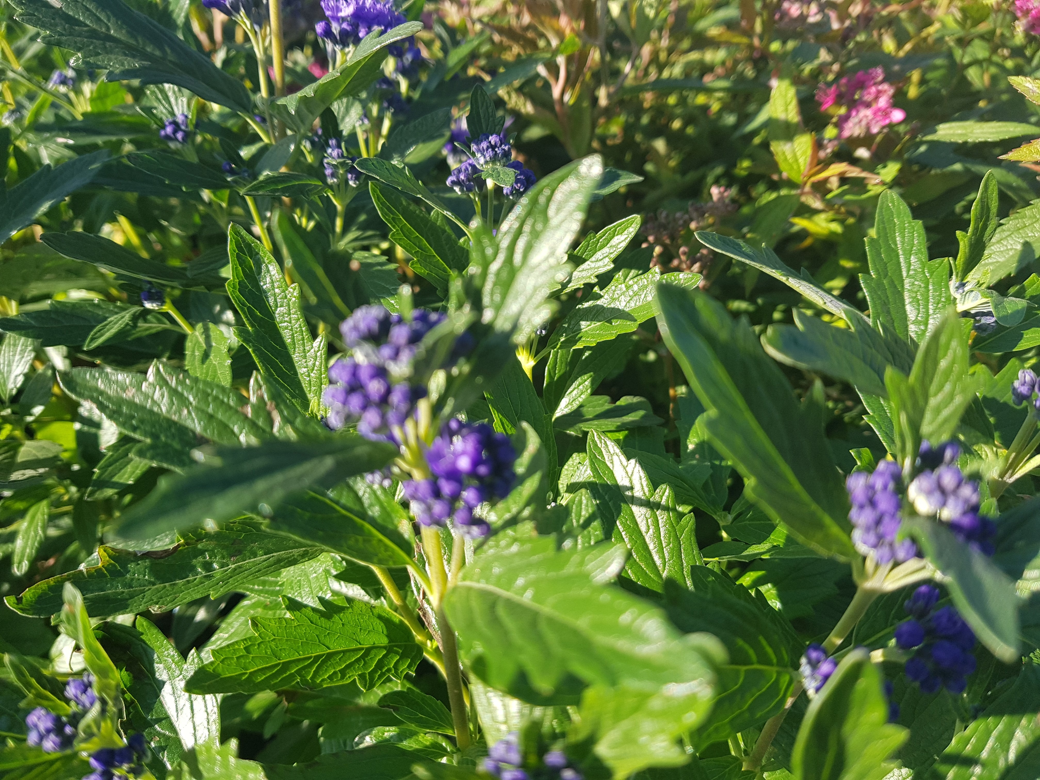 Bartblume - Caryopteris clandonensis 'Blauer Spatz' ®