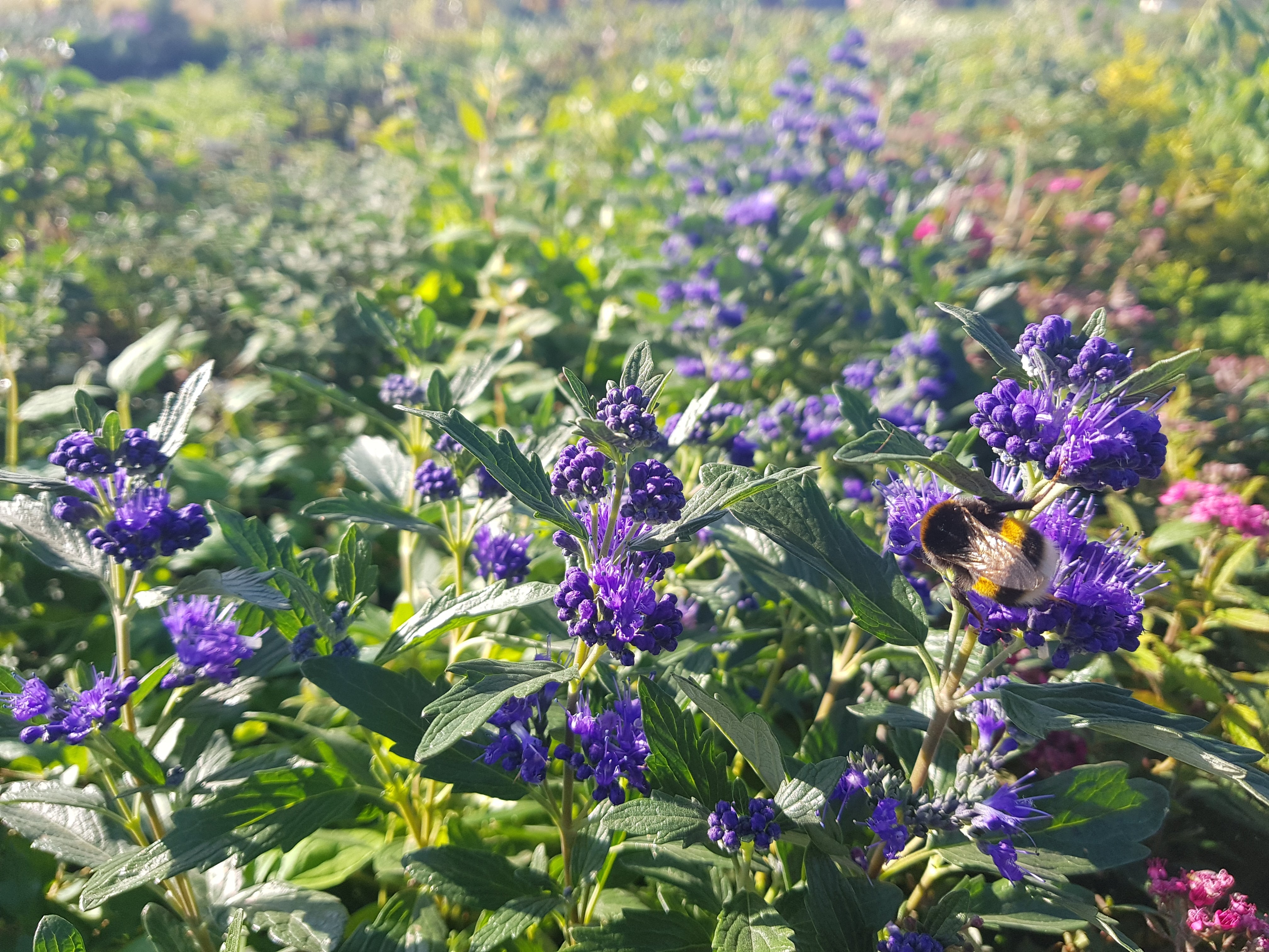 Bartblume 'Heavenly Blue' - Caryopteris clandonensis 'Heavenly Blue'