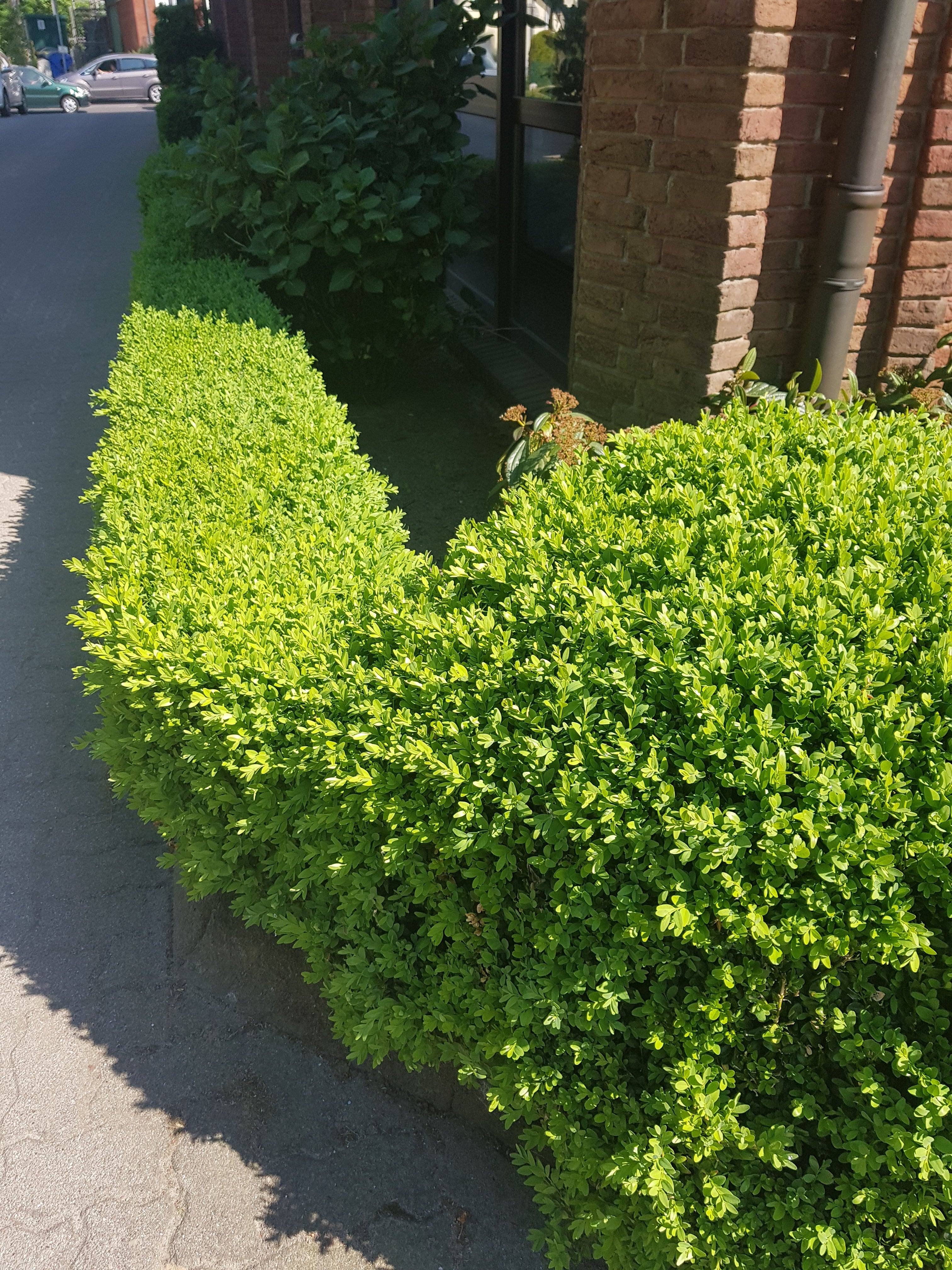Buchsbaum / Heckenbuchs - Buxus sempervirens var.arborescens