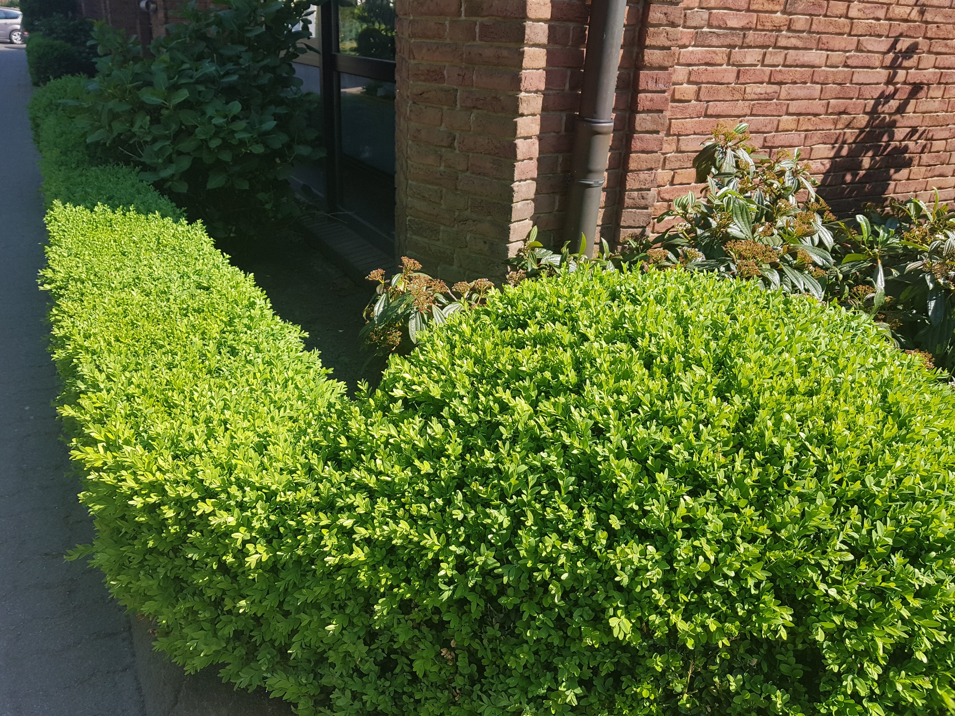 Buchsbaum / Heckenbuchs - Buxus sempervirens var.arborescens