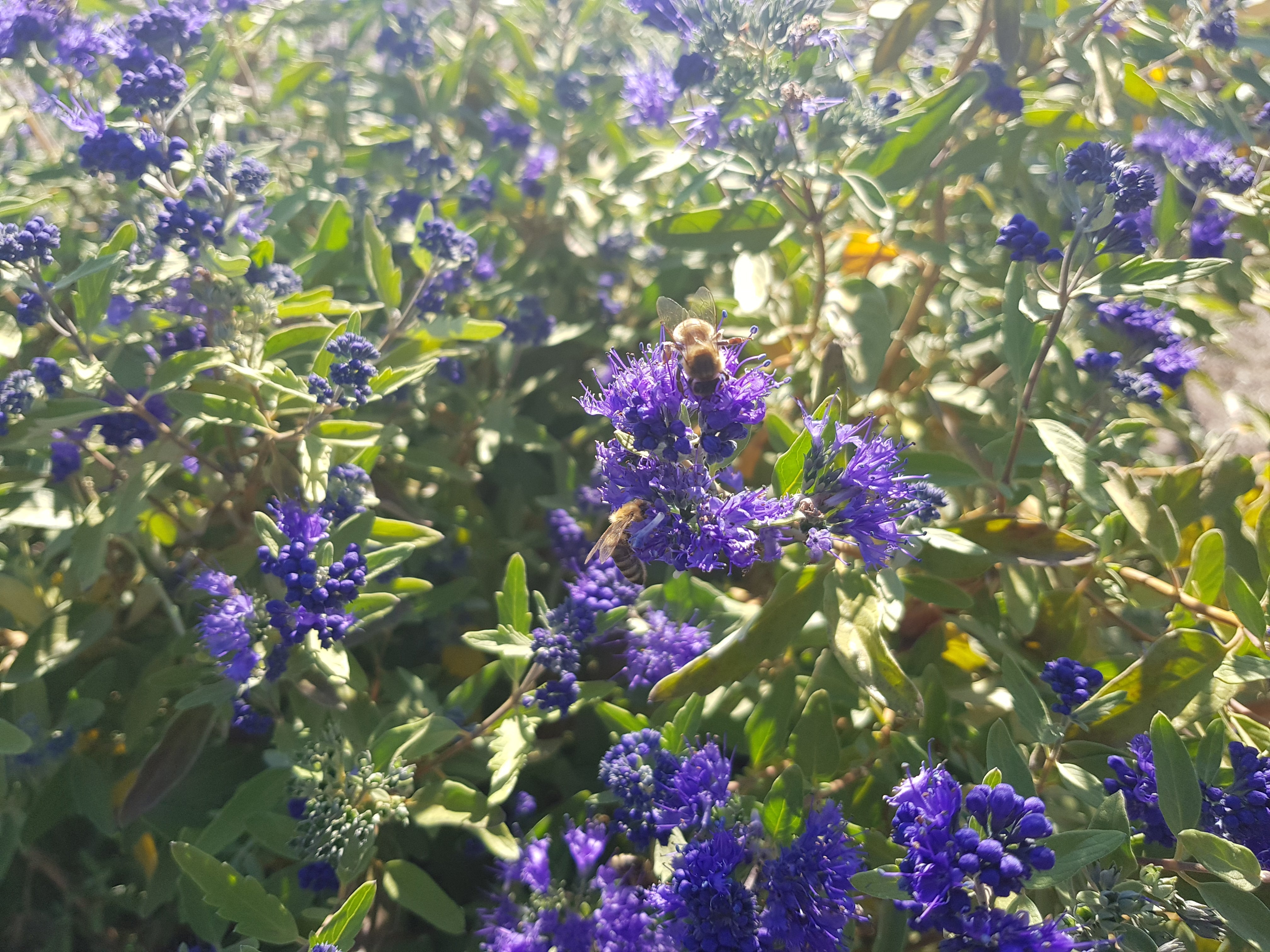 Bartblume 'Kew Blue' - Caryopteris clandonensis 'Kew Blue'