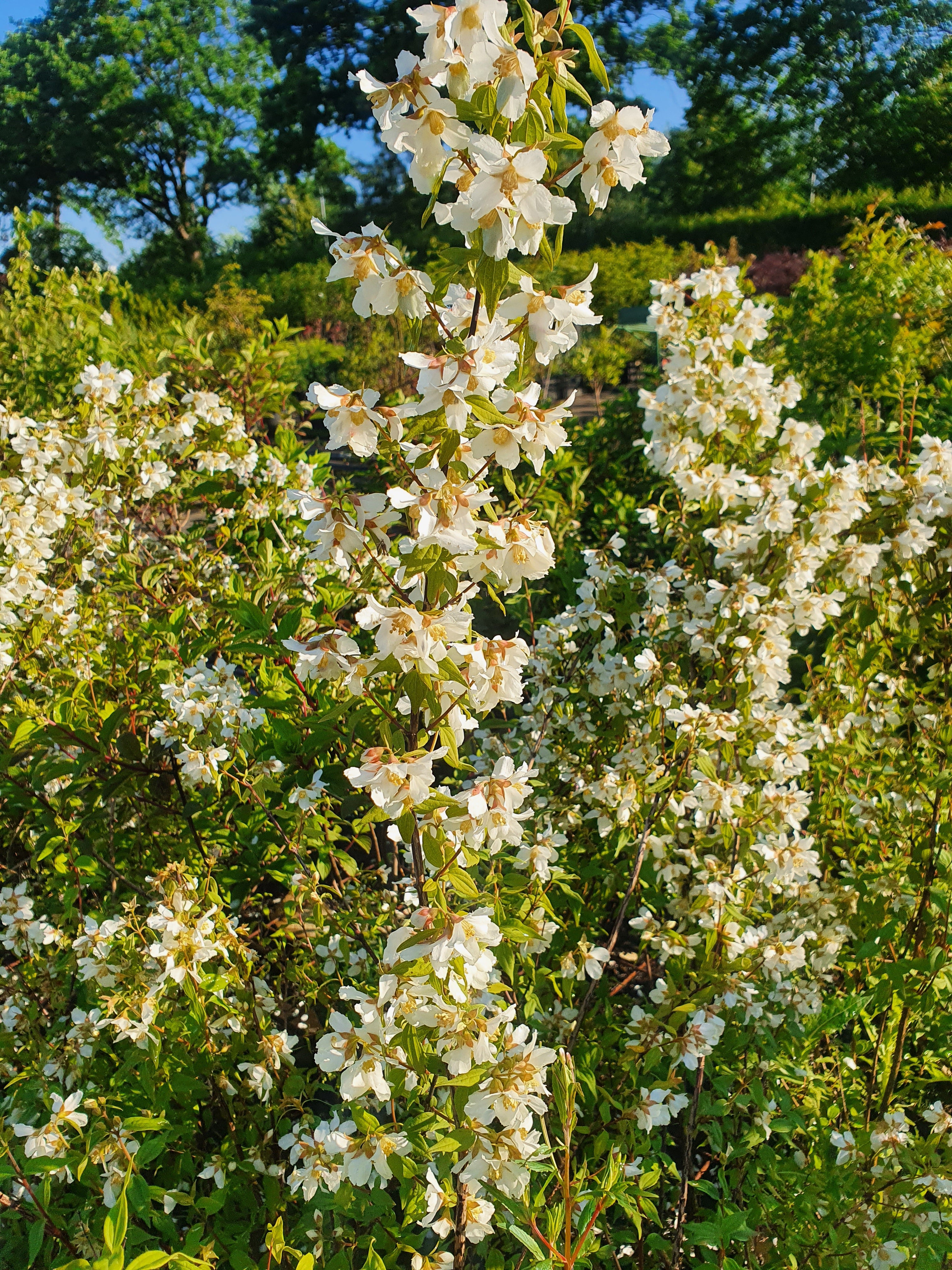 Duftend. Bauernjasmin - Philadelphus coronarius