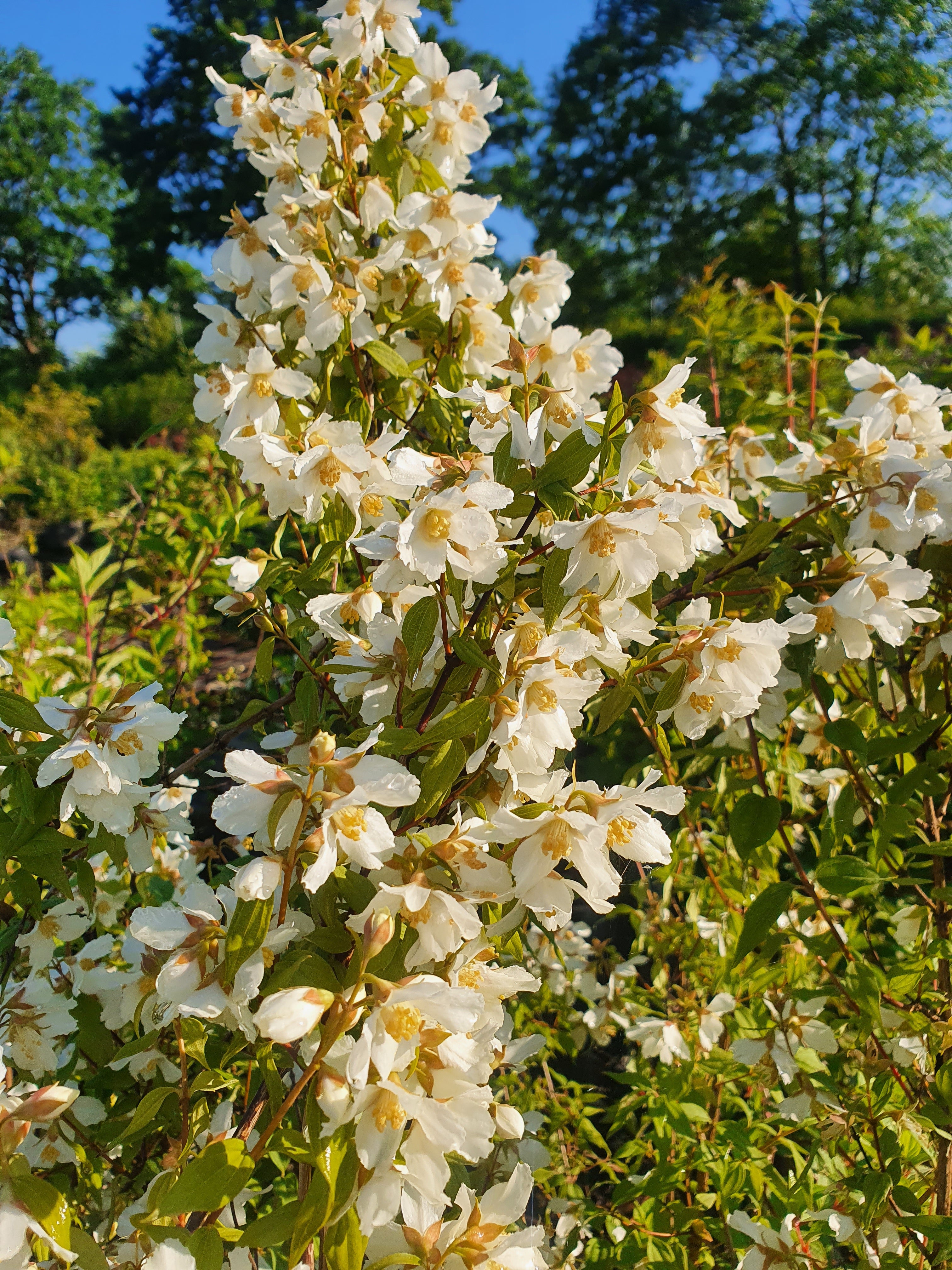 Duftend. Bauernjasmin - Philadelphus coronarius