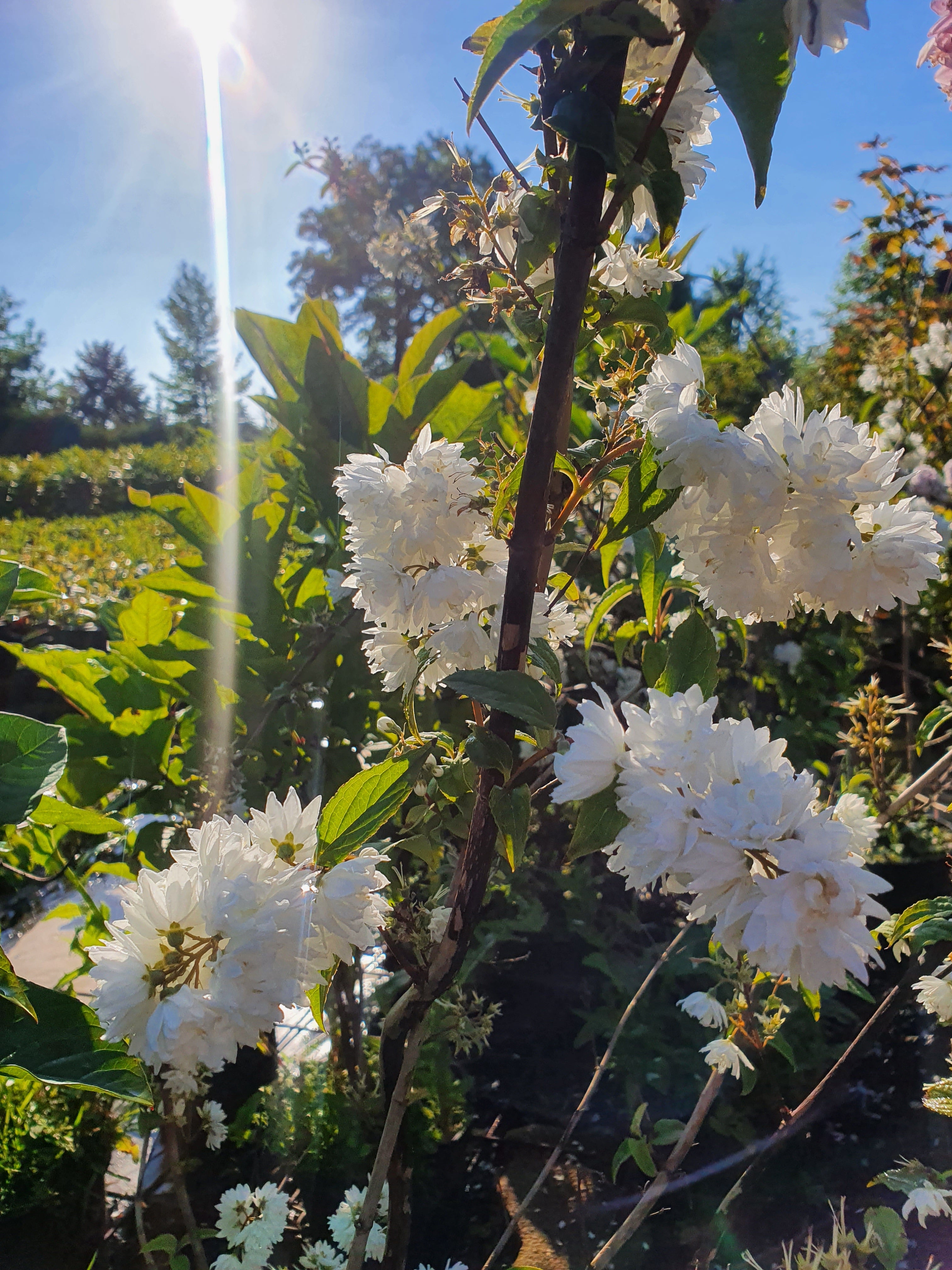 Gefüllter Sternchenstrauch 'Plena' - Deutzia scabra 'Plena'