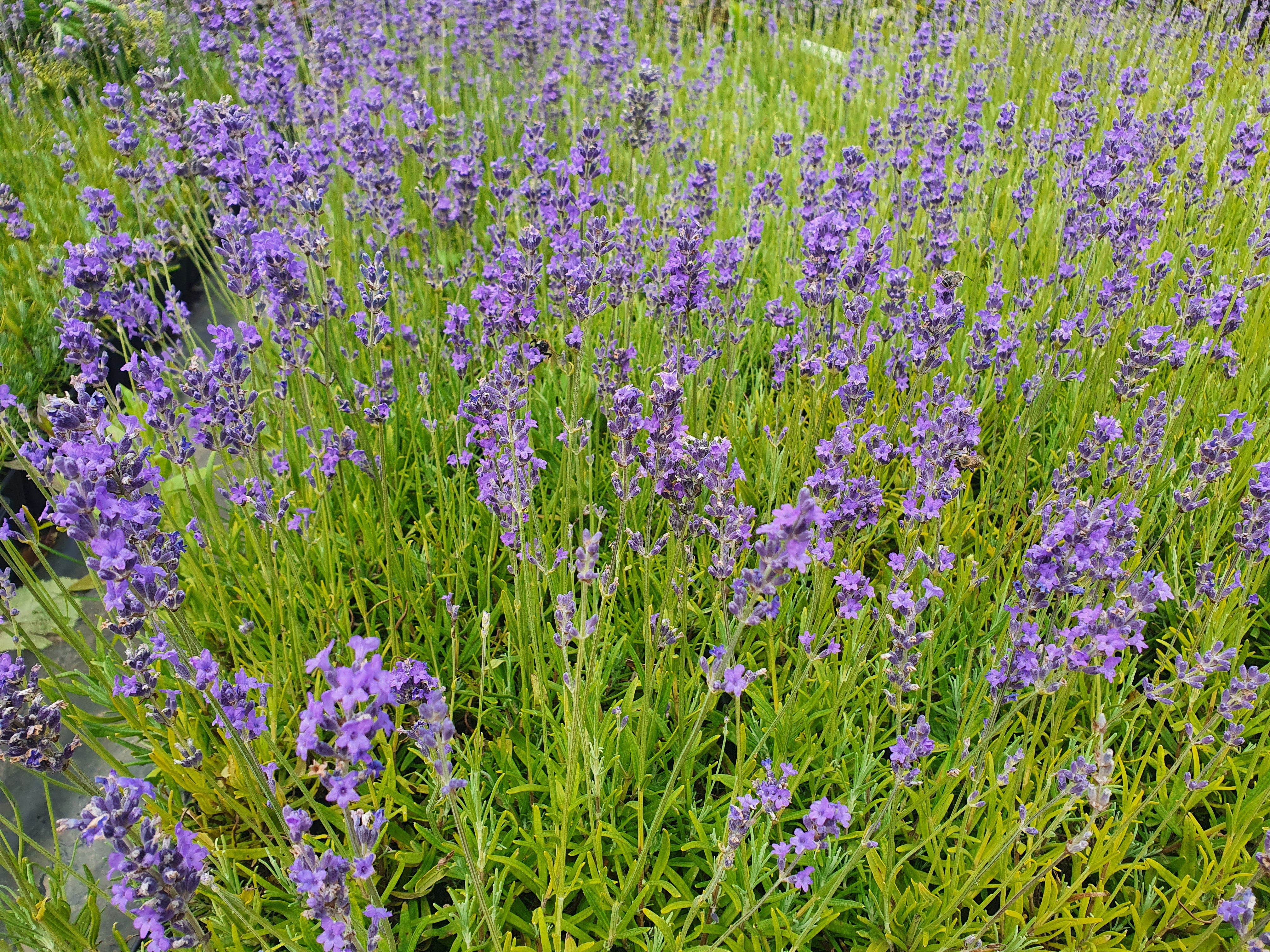 Zwergiger Garten-Lavendel - Lavandula angustifolia 'Dwarf Blue'