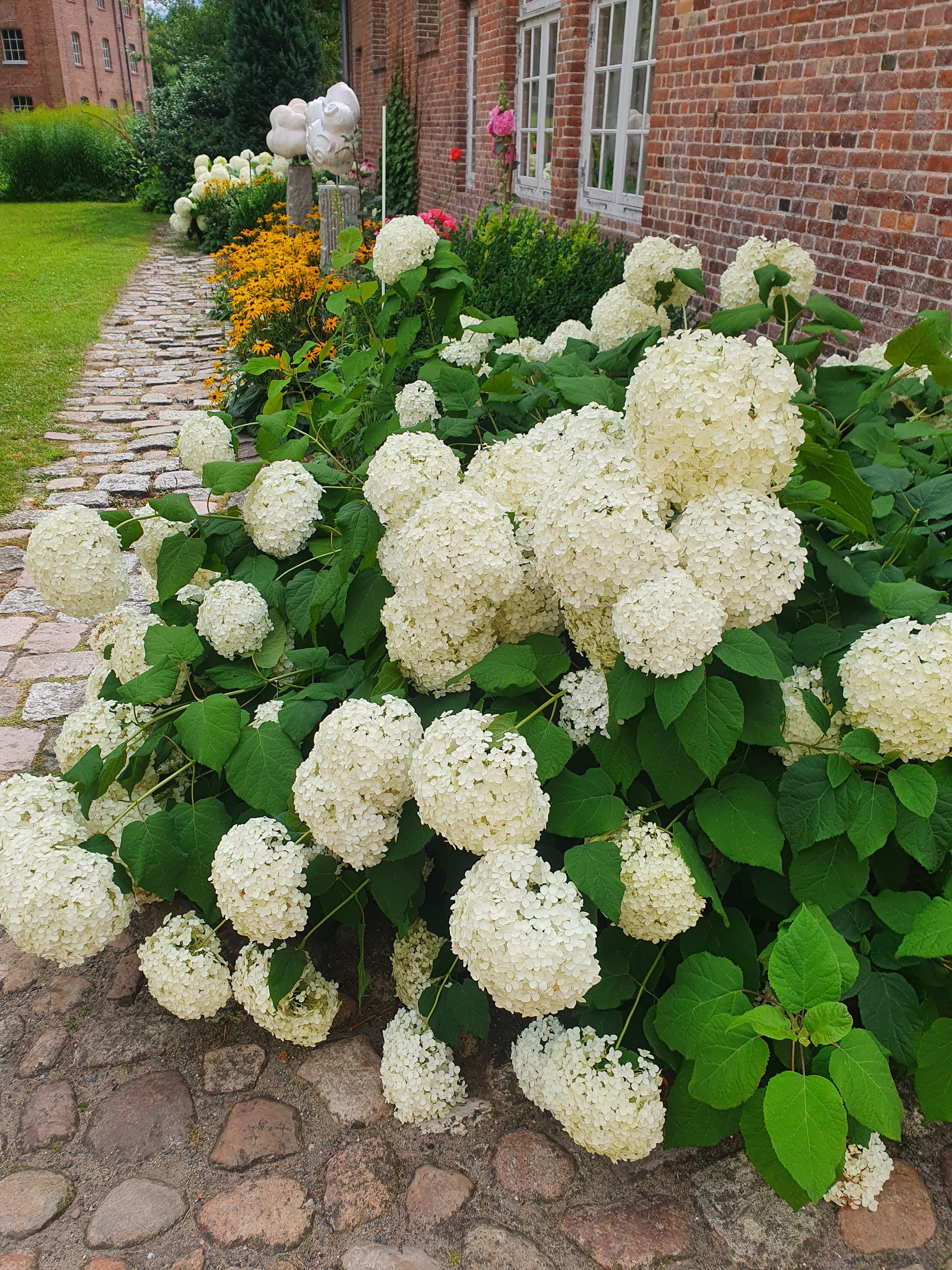 Ballhortensie 'Annabelle' - Hydrangea arborescens 'Annabelle'