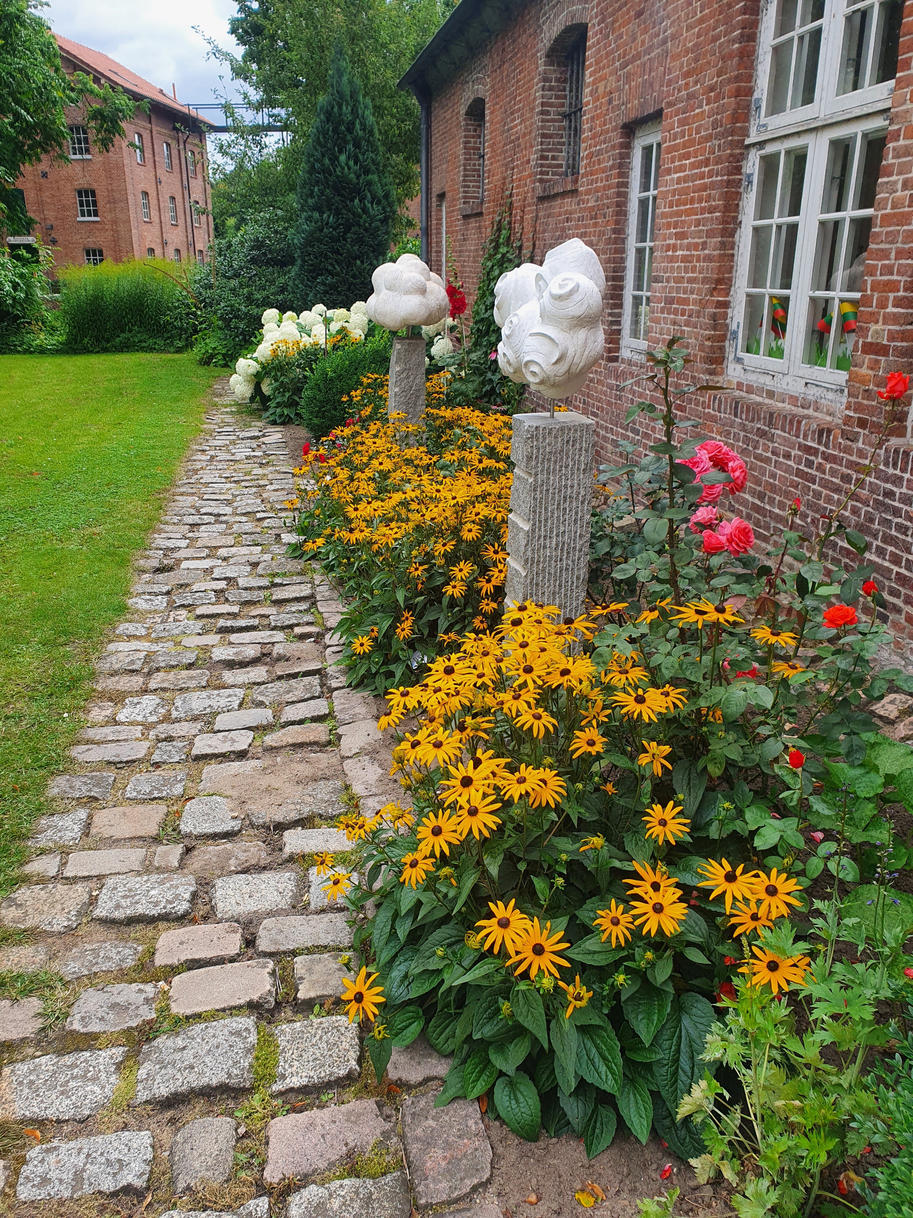 Leuchtender Garten-Sonnenhut - Rudbeckia fulgida sullivantii 'Goldsturm'