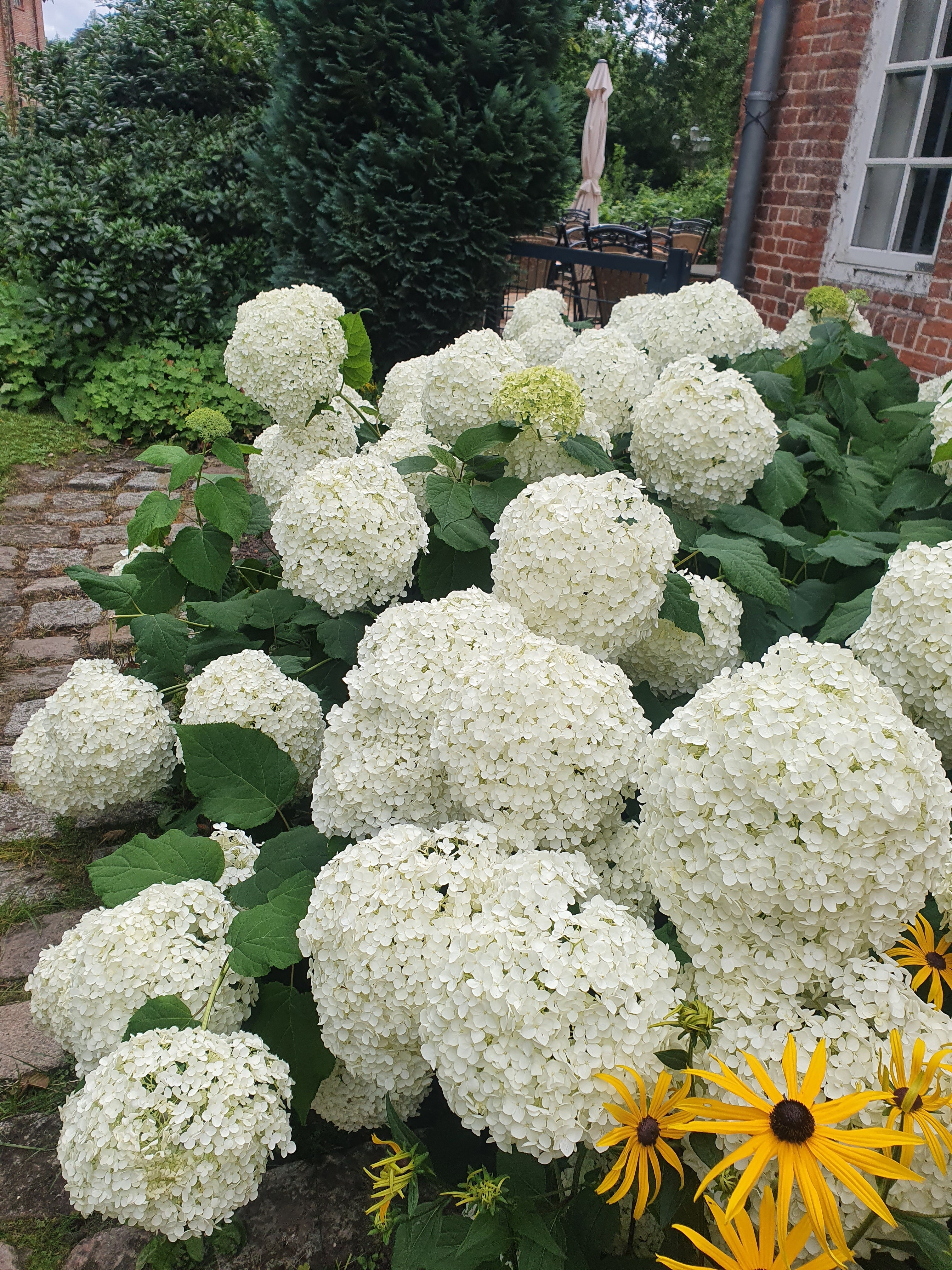 Ballhortensie 'Annabelle' - Hydrangea arborescens 'Annabelle'