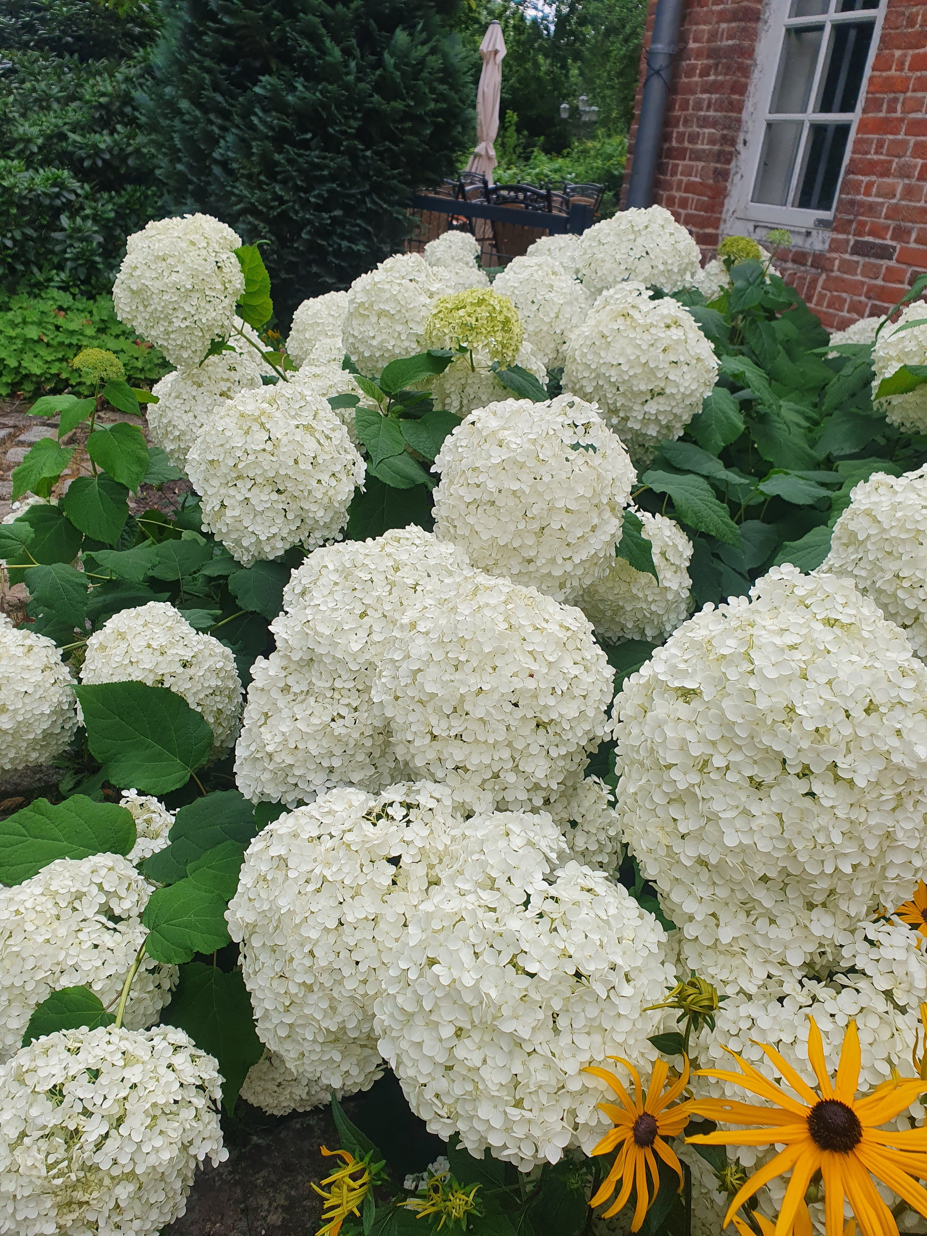 Ballhortensie 'Annabelle' - Hydrangea arborescens 'Annabelle'