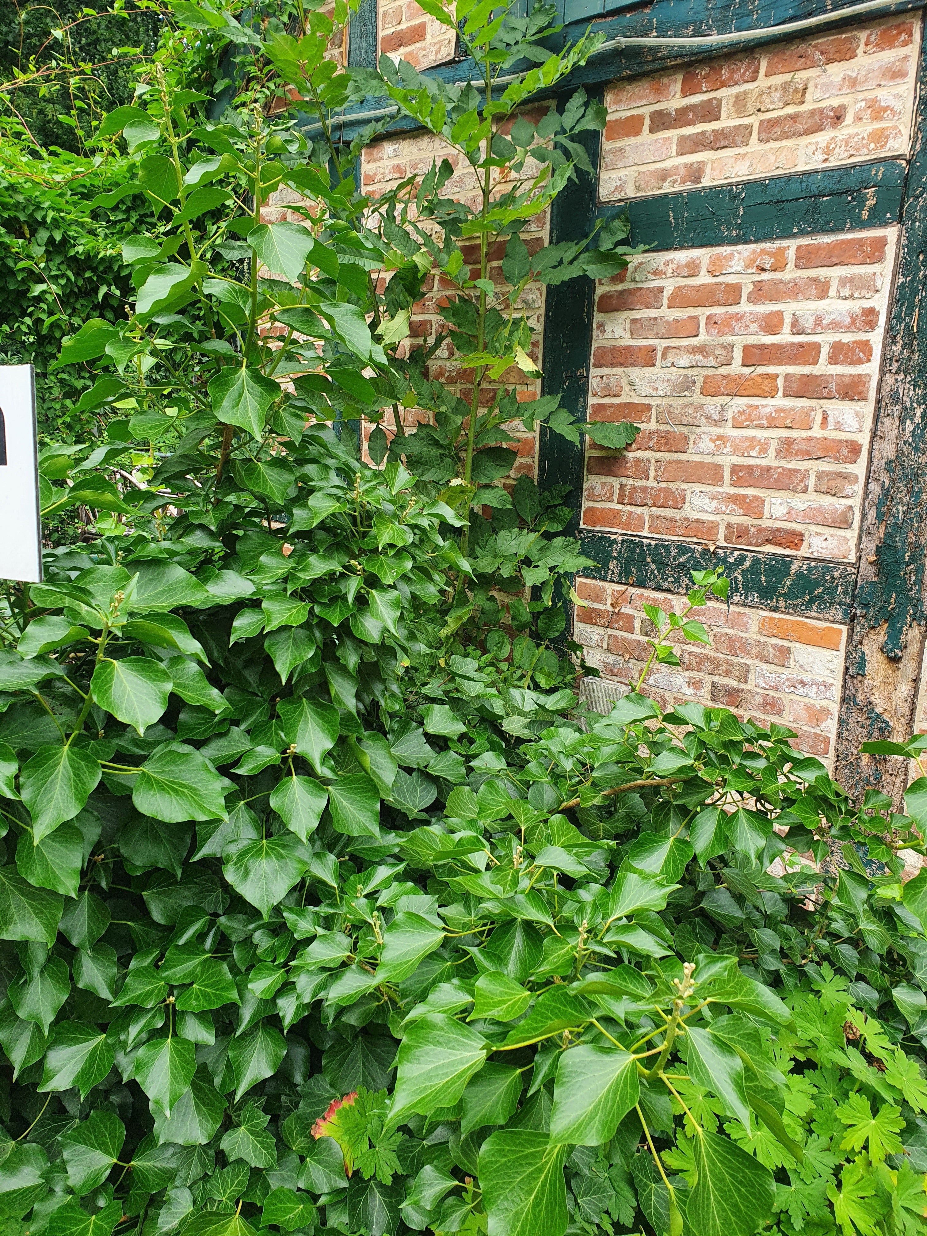 Strauch-Efeu 'Arborescens' - Hedera helix 'Arborescens'