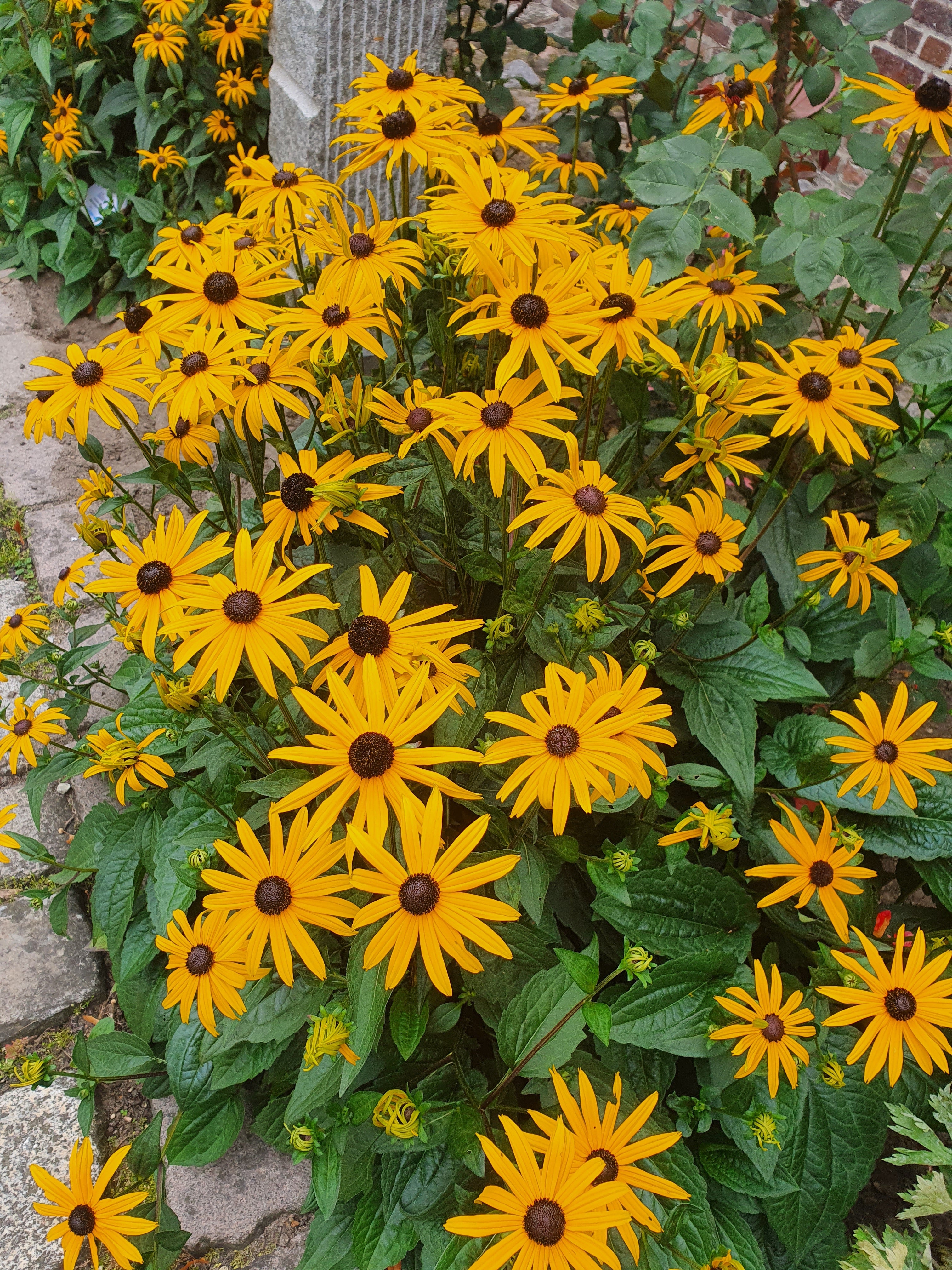Leuchtender Garten-Sonnenhut - Rudbeckia fulgida sullivantii 'Goldsturm'