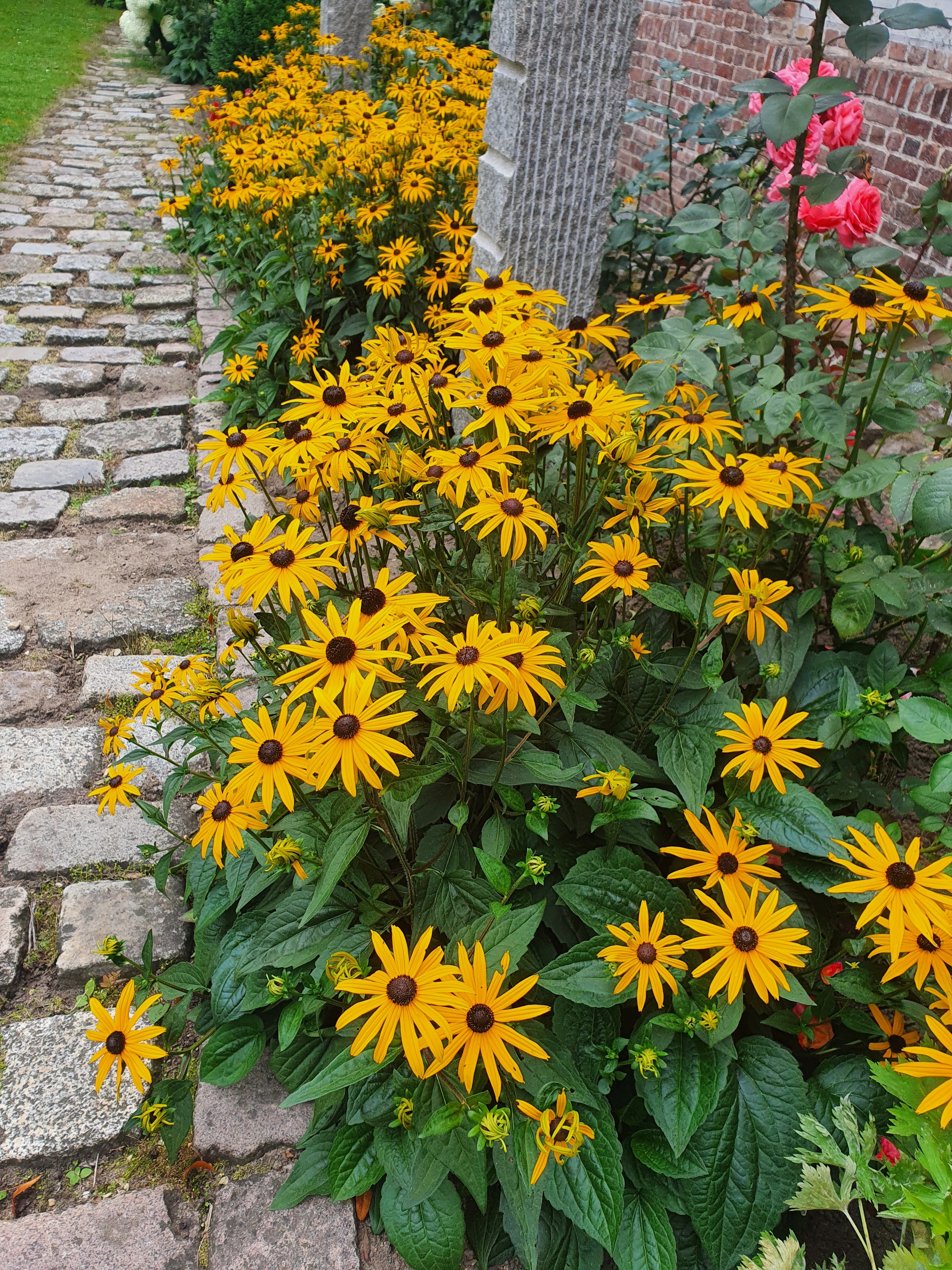 Leuchtender Garten-Sonnenhut - Rudbeckia fulgida sullivantii 'Goldsturm'