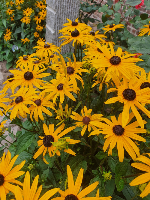 Leuchtender Garten-Sonnenhut - Rudbeckia fulgida sullivantii 'Goldsturm'