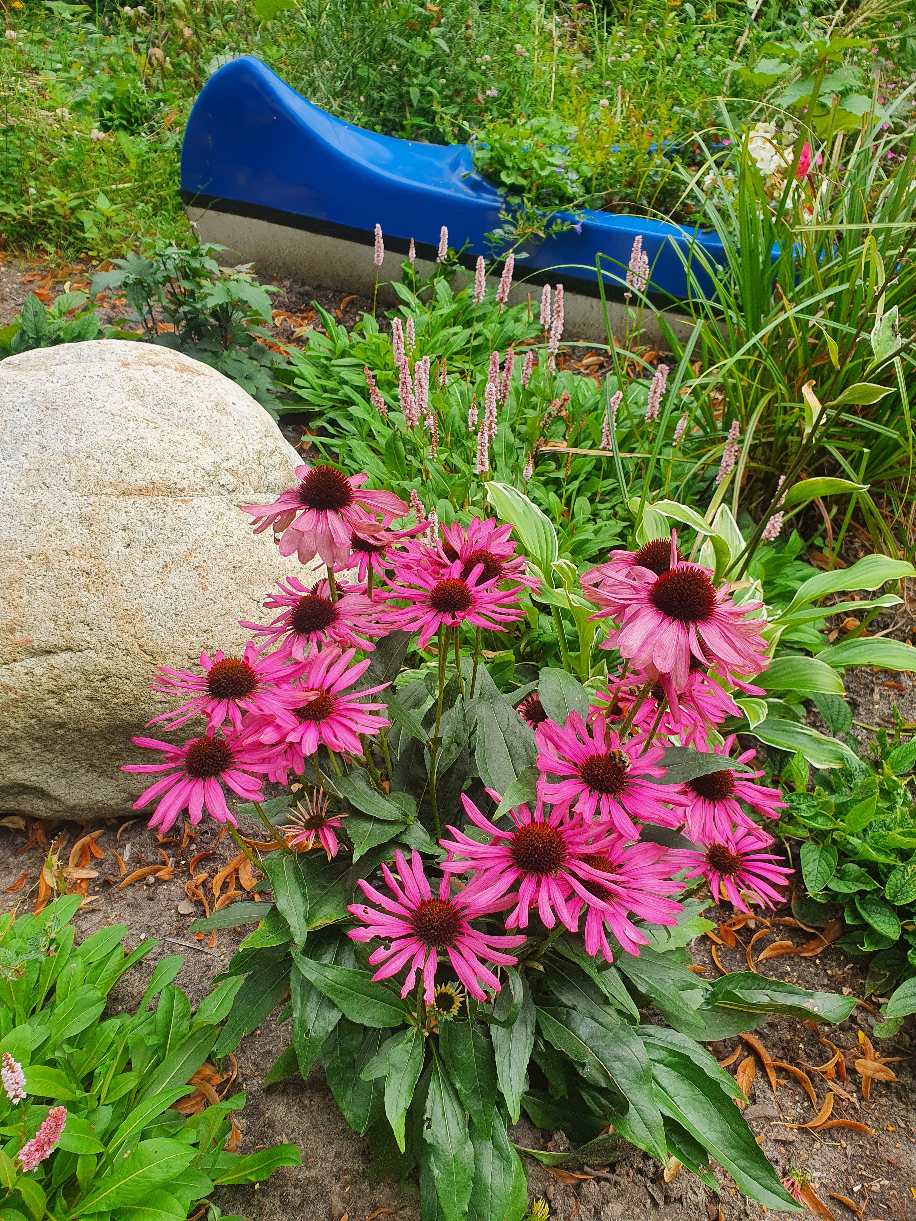 Purpursonnenhut - Echinacea purpurea