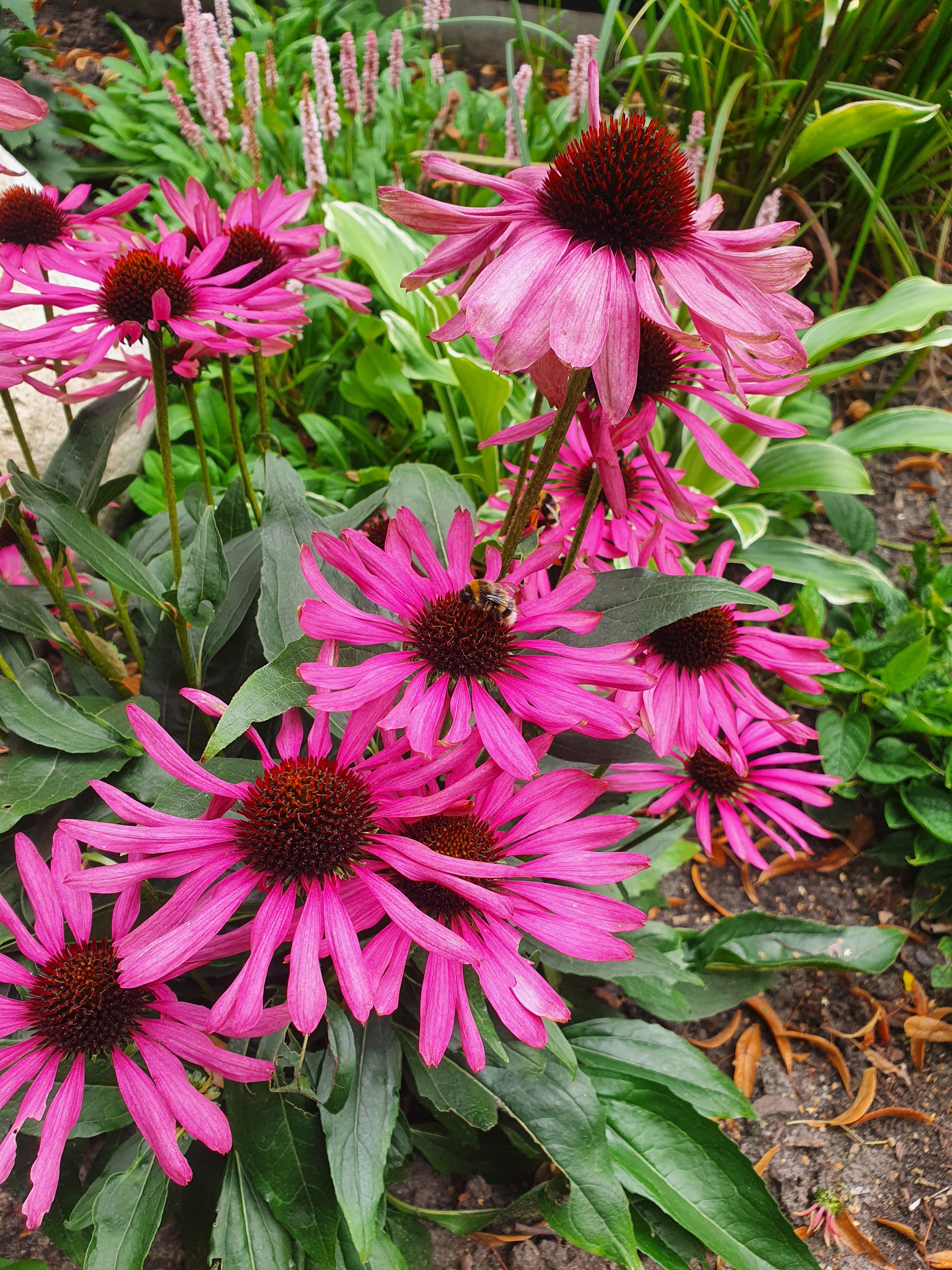 Purpursonnenhut - Echinacea purpurea