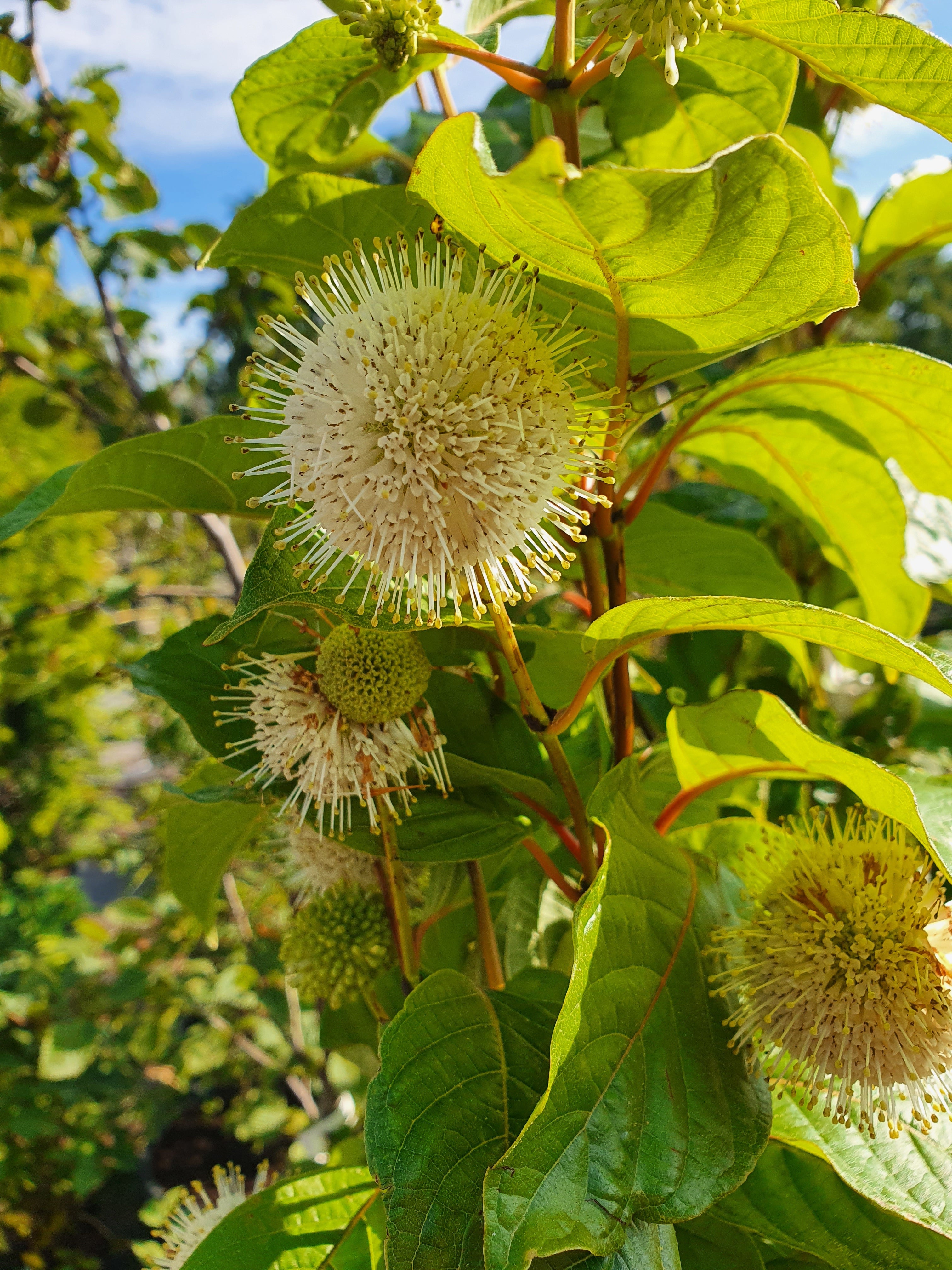 Knopfbusch - Cephalanthus occidentalis