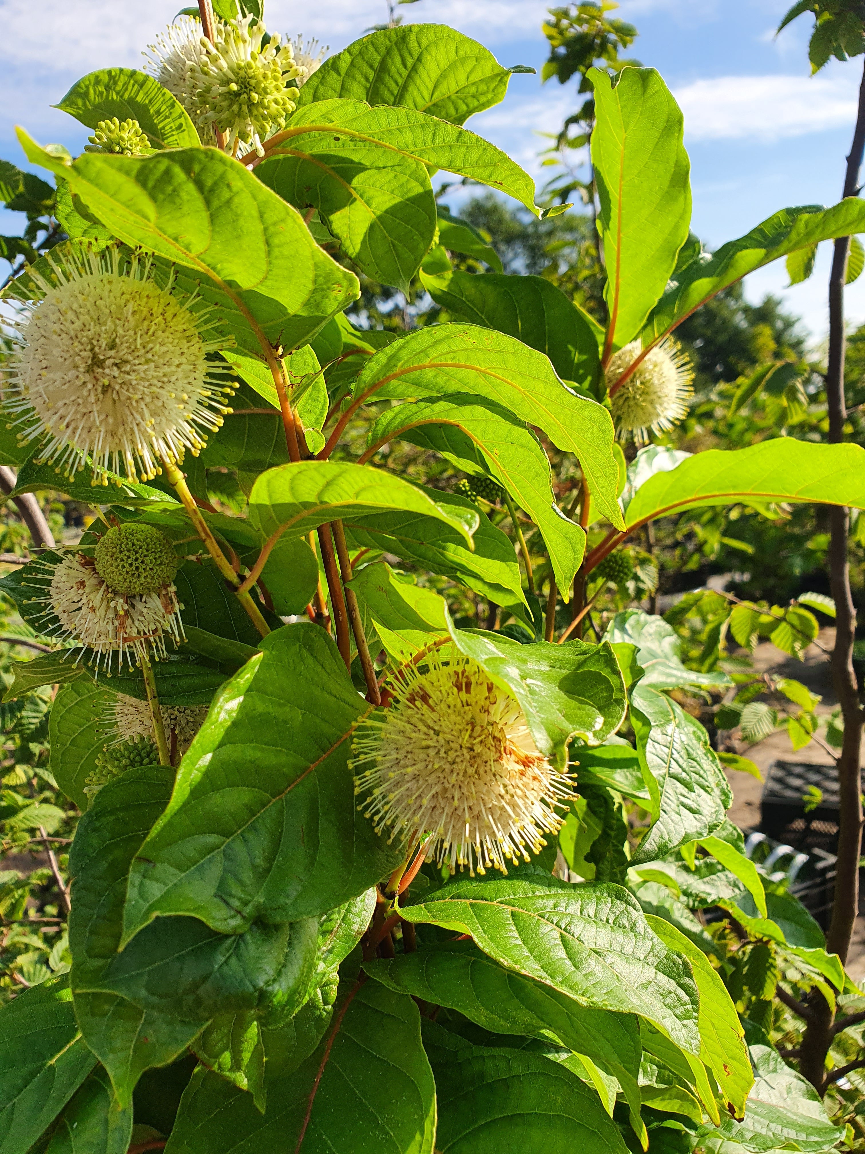 Knopfbusch - Cephalanthus occidentalis