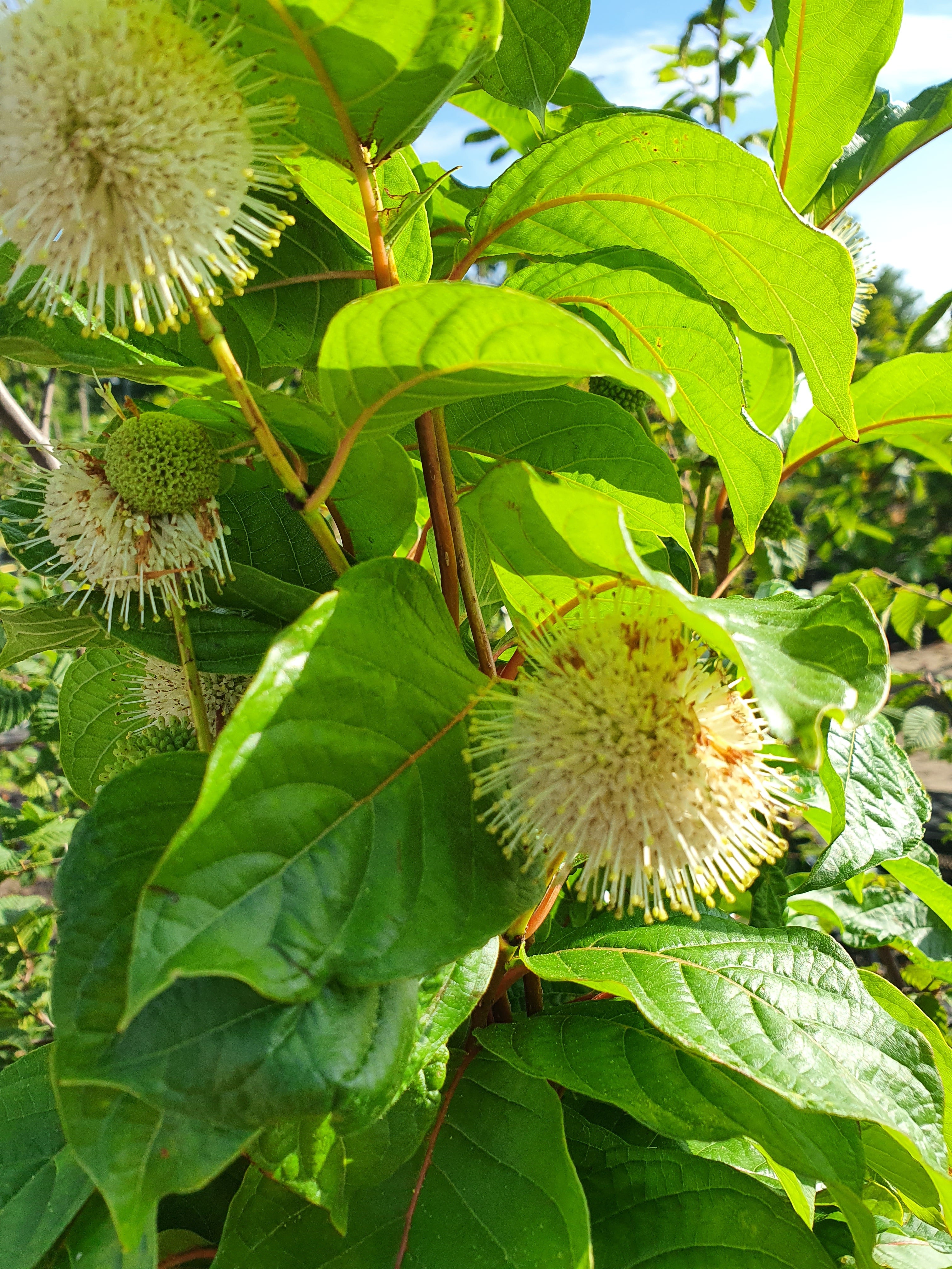 Knopfbusch - Cephalanthus occidentalis