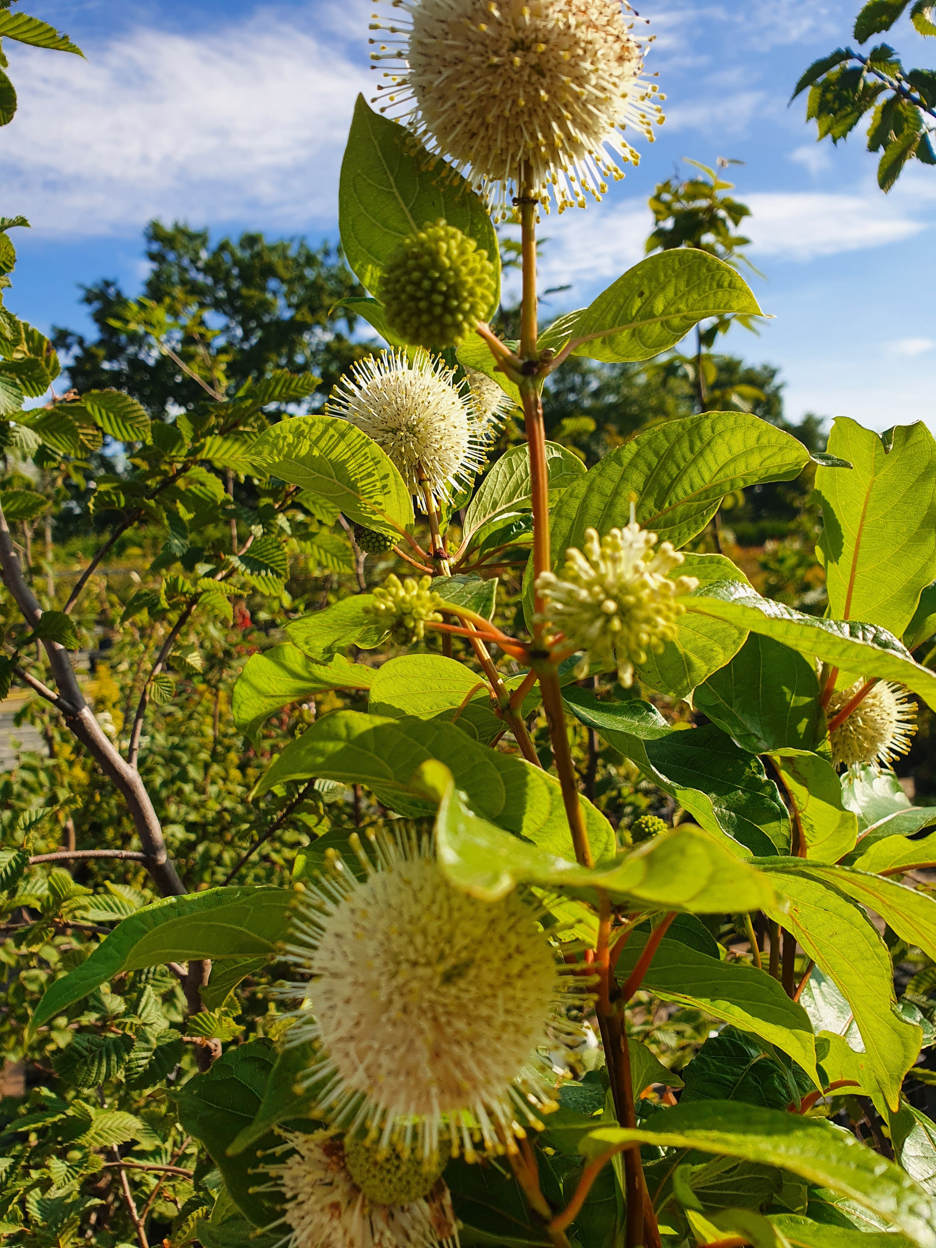 Knopfbusch - Cephalanthus occidentalis
