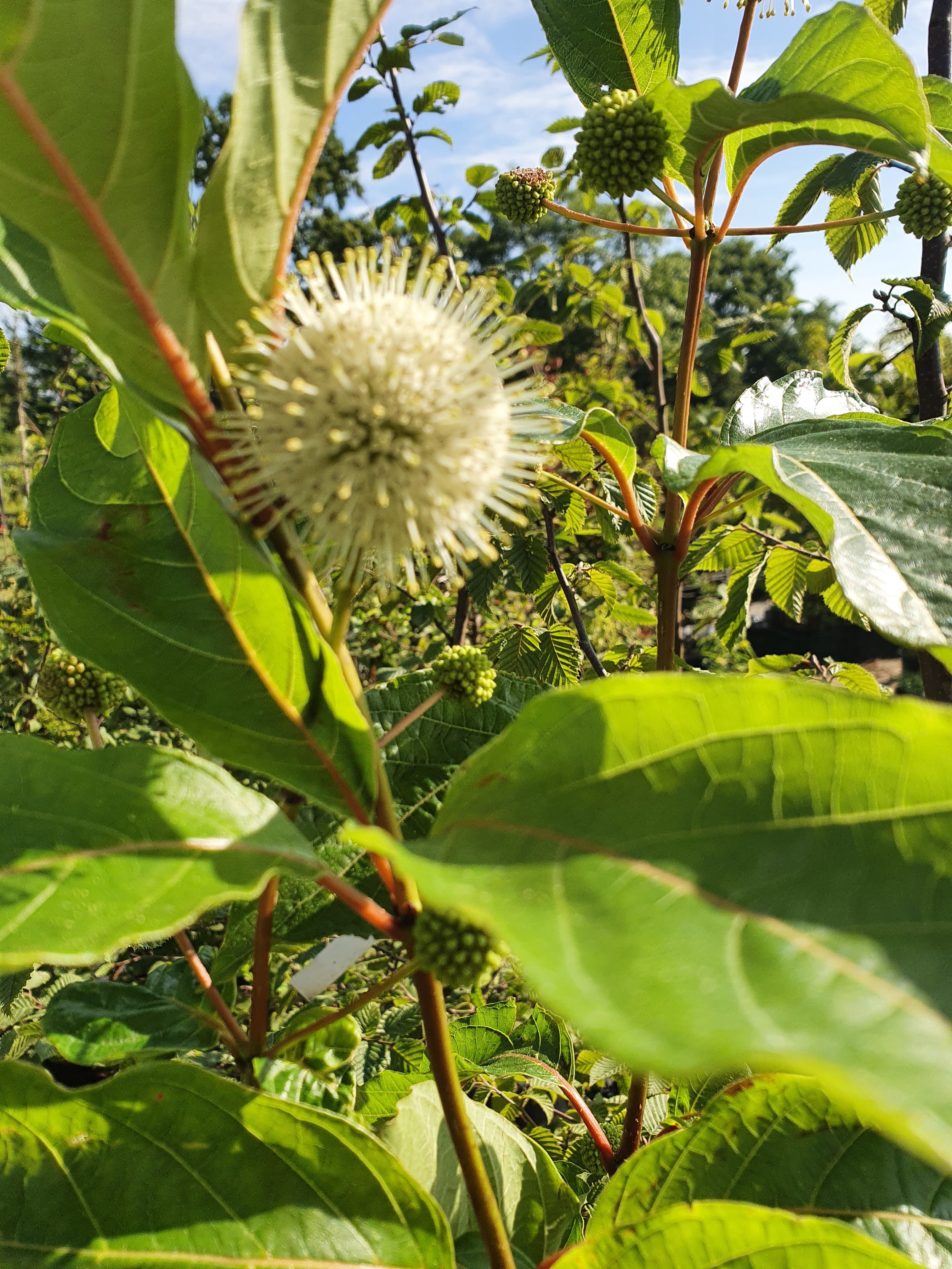 Knopfbusch - Cephalanthus occidentalis