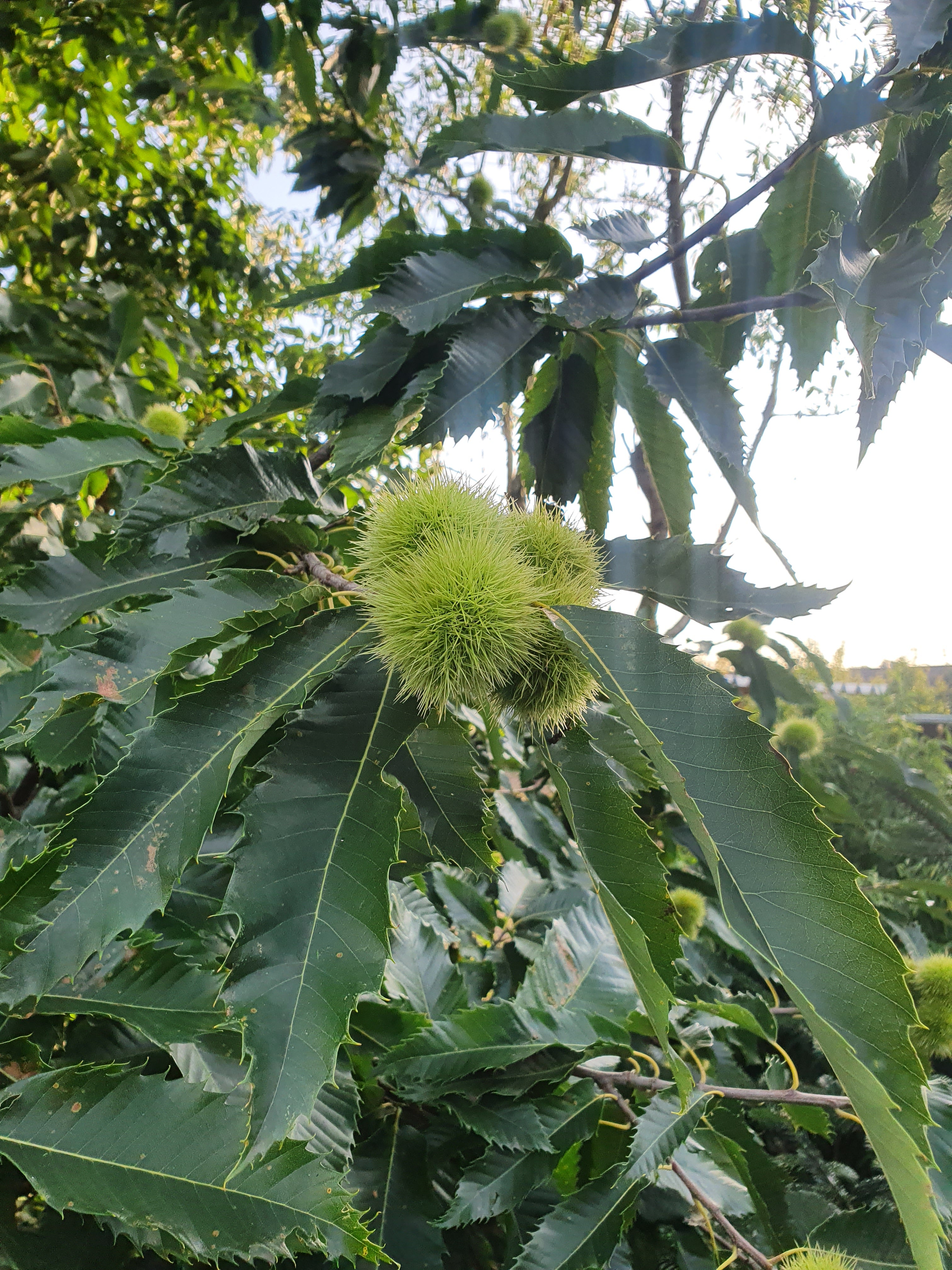 Esskastanie - Castanea sativa