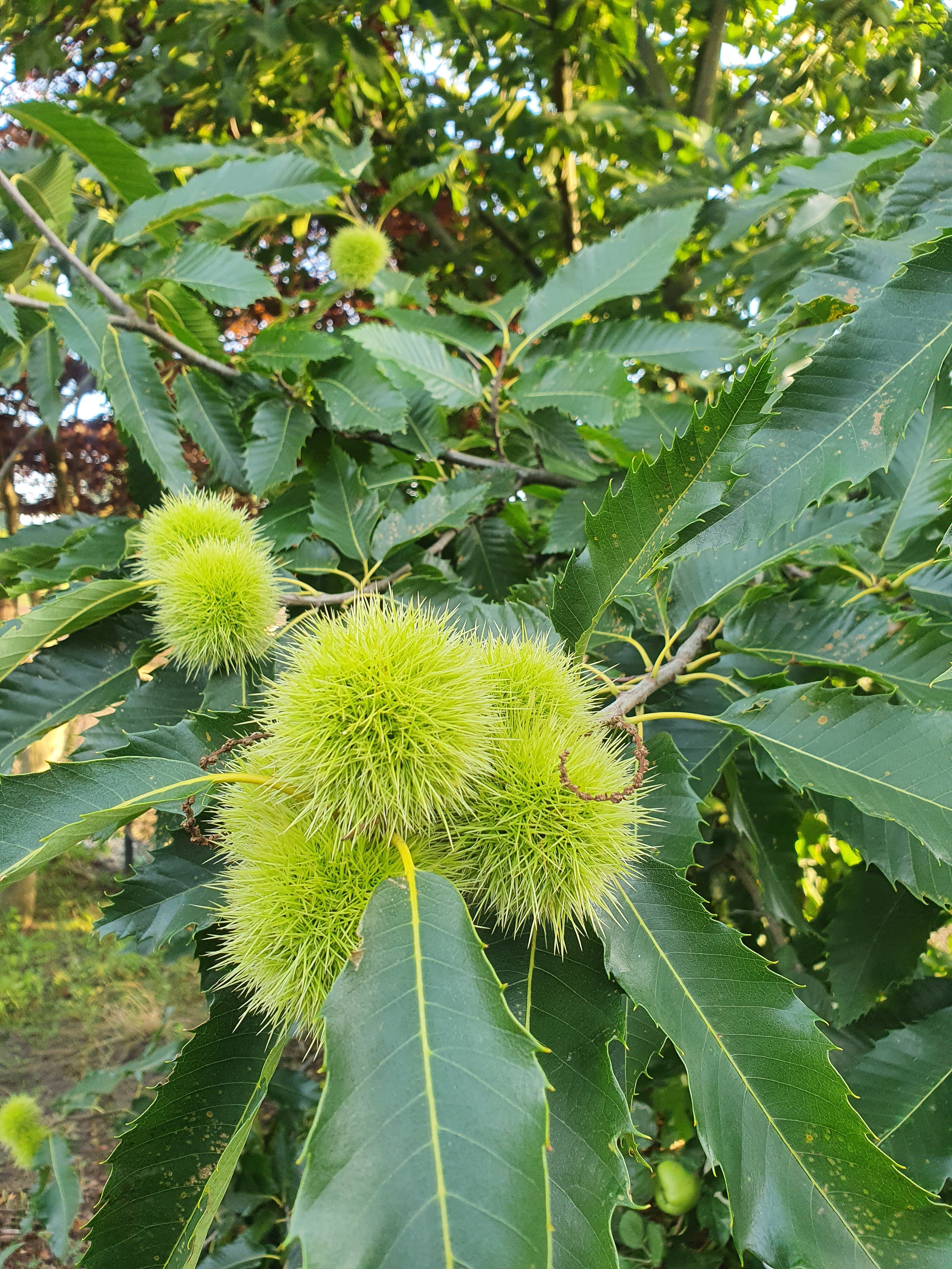 Esskastanie - Castanea sativa