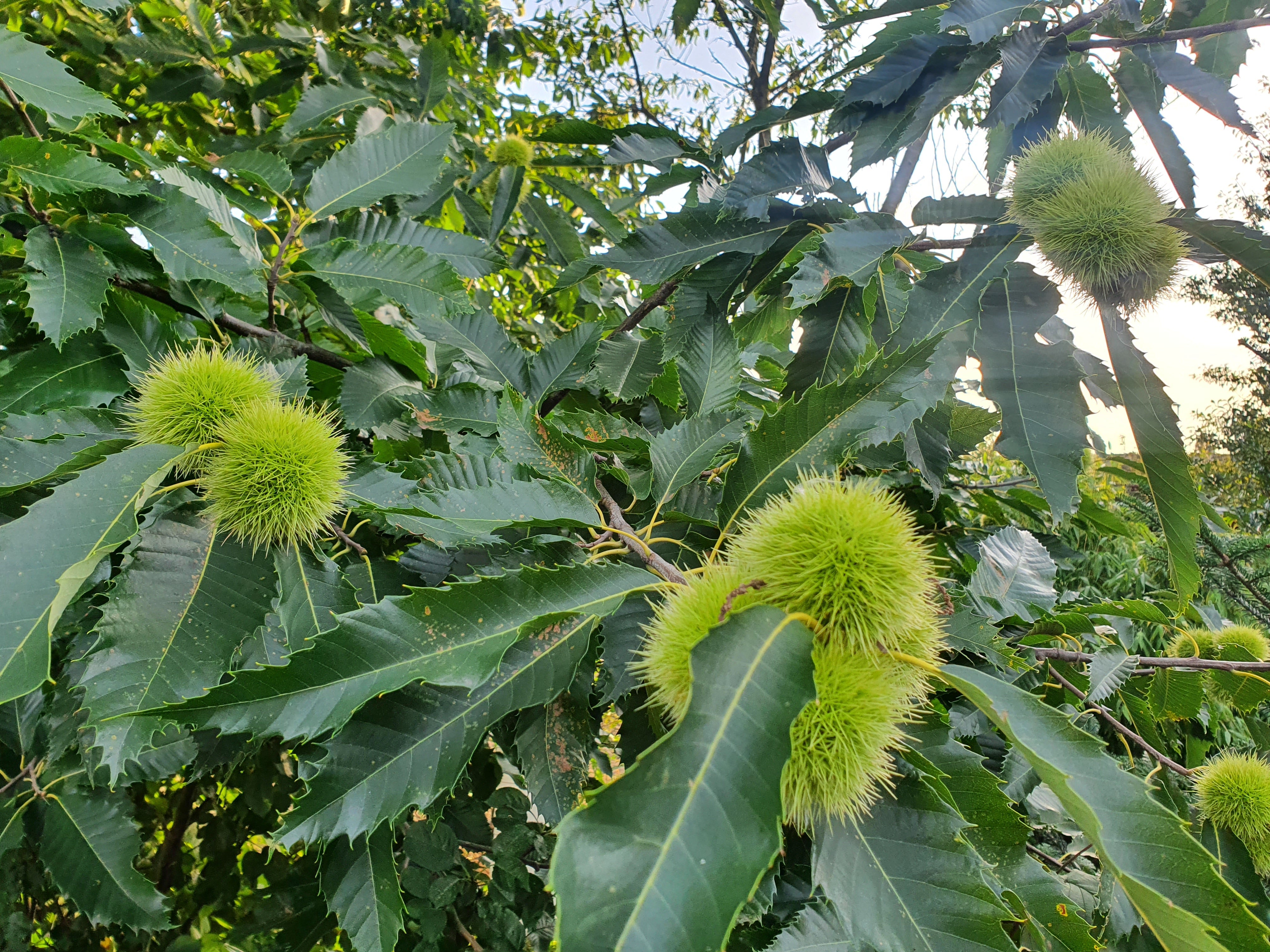 Esskastanie - Castanea sativa